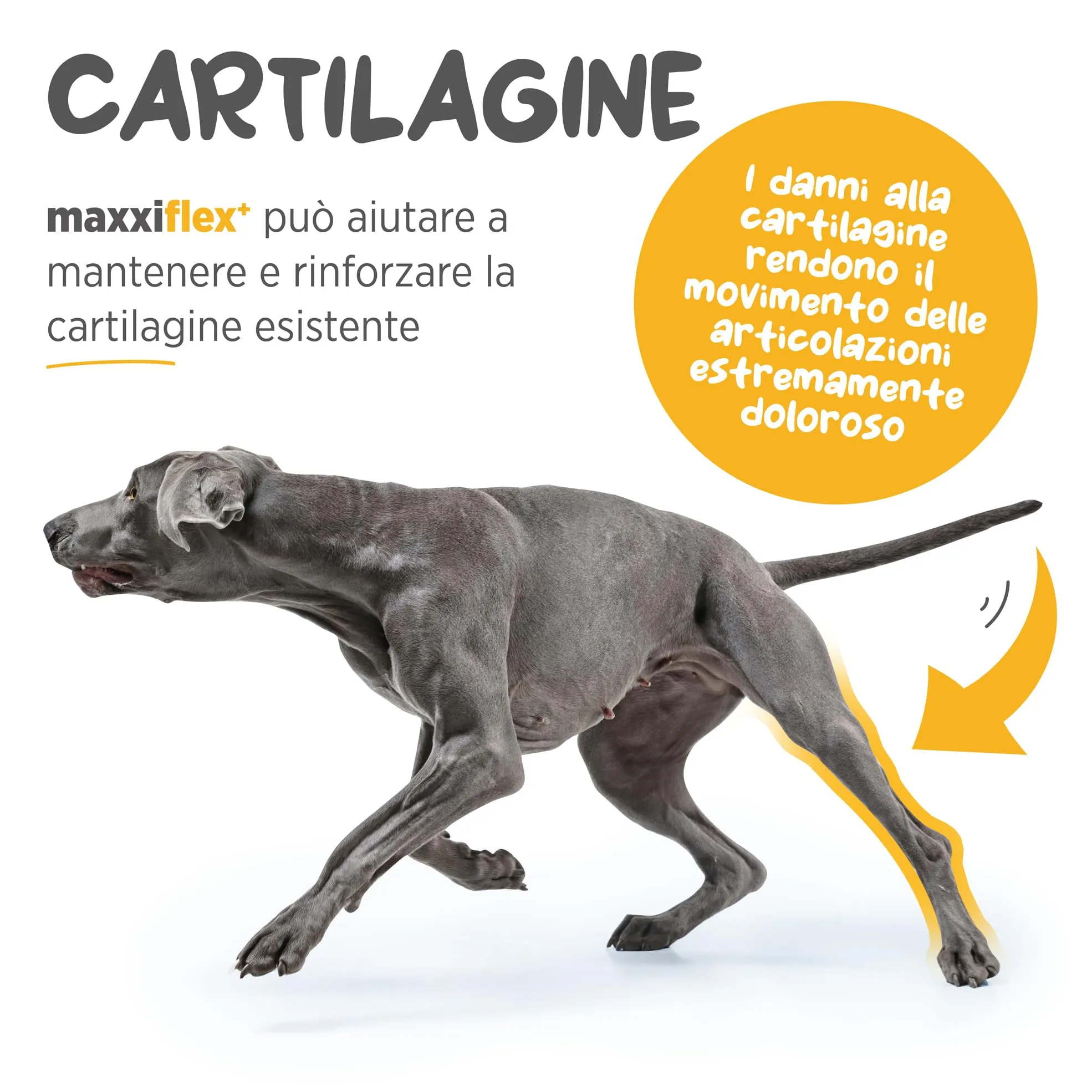 maxxipaws maxxiflex+ Anche & Articolazioni Cani, Glucosamina, 60 Compresse - immagine 4