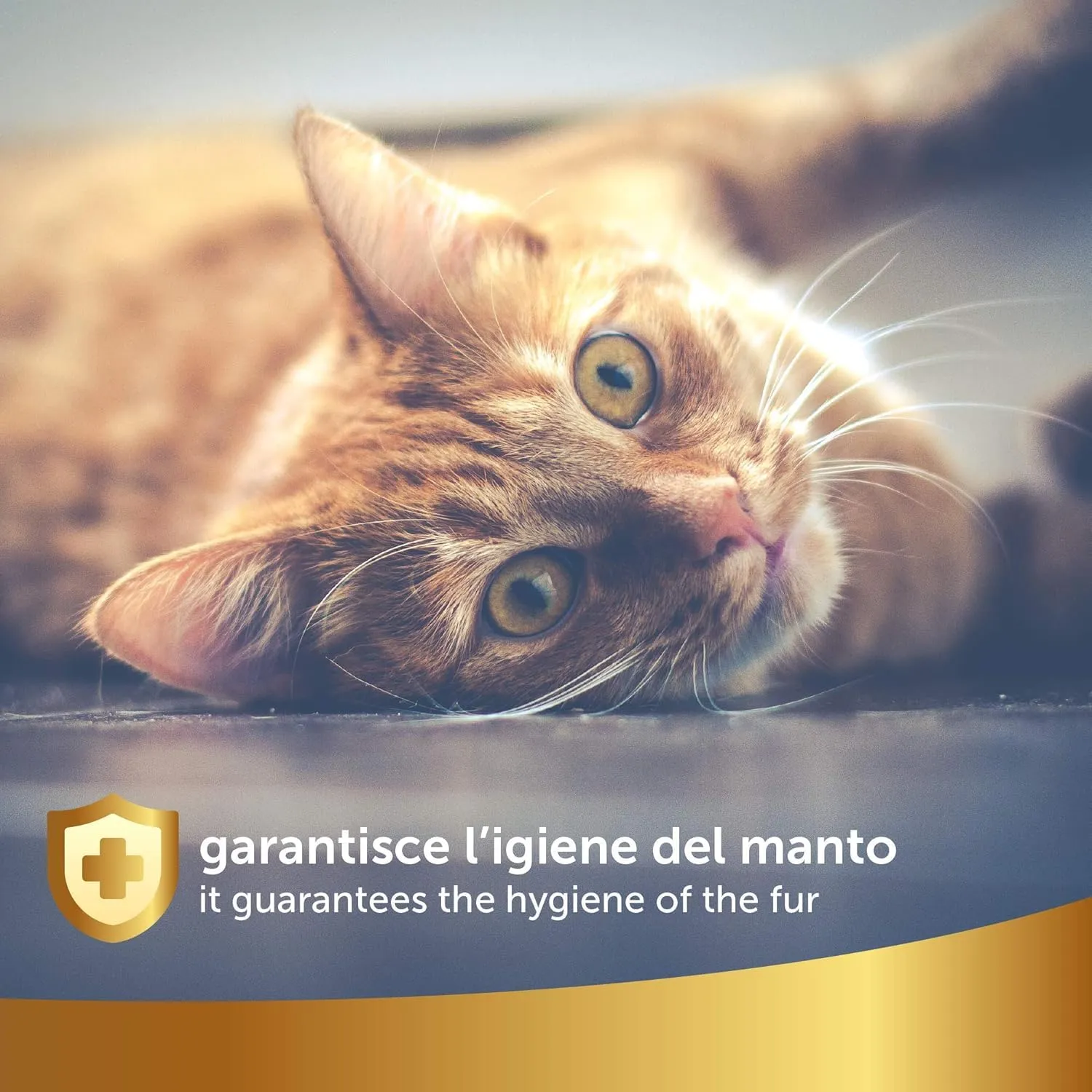 101 love for pet Shampoo a Secco Naturale e Vegetale per Gatto, Linea 101 (100ml) - immagine 5