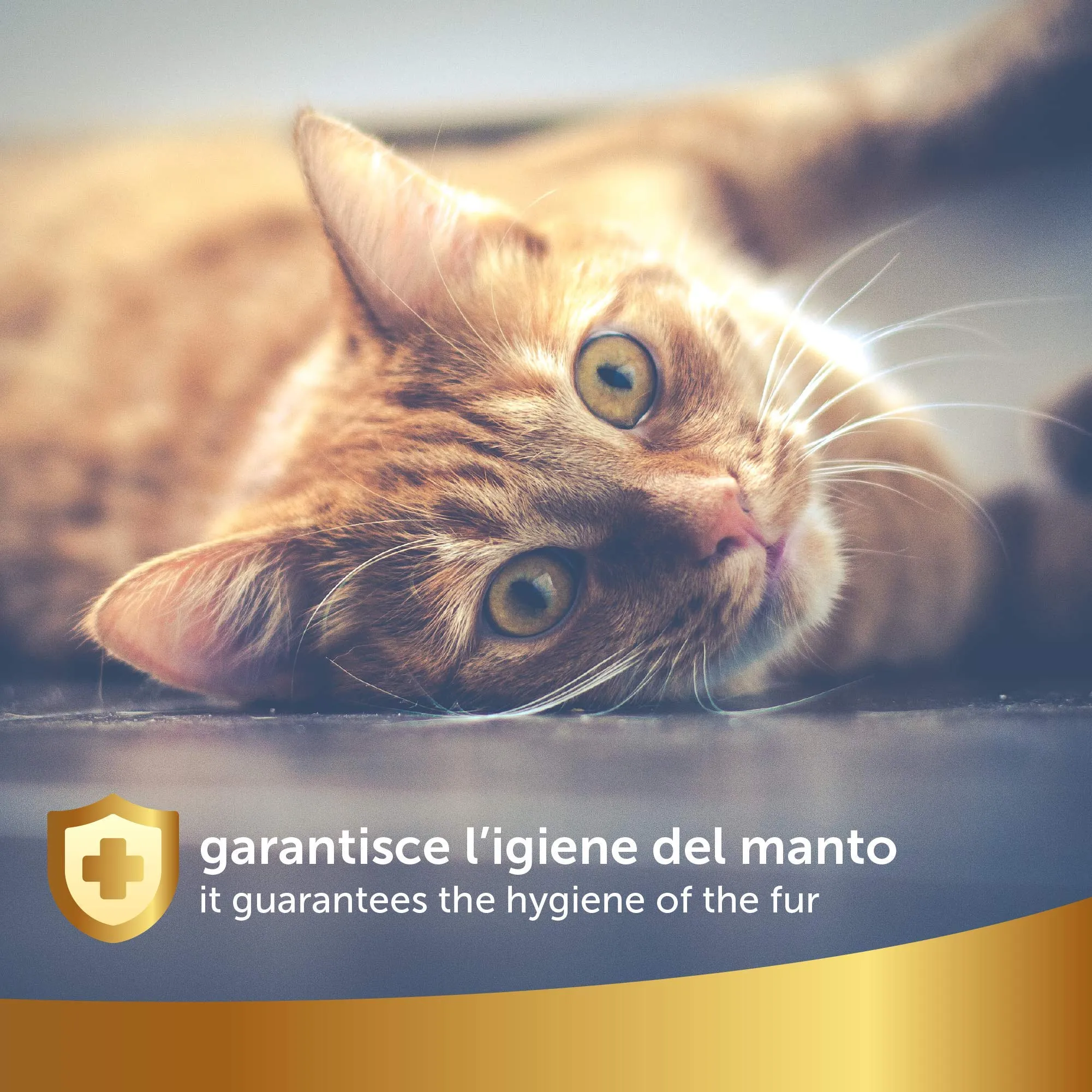 101 love for pet Shampoo a Secco Naturale e Vegetale per Gatto, Linea 101 (500ml) - immagine 5