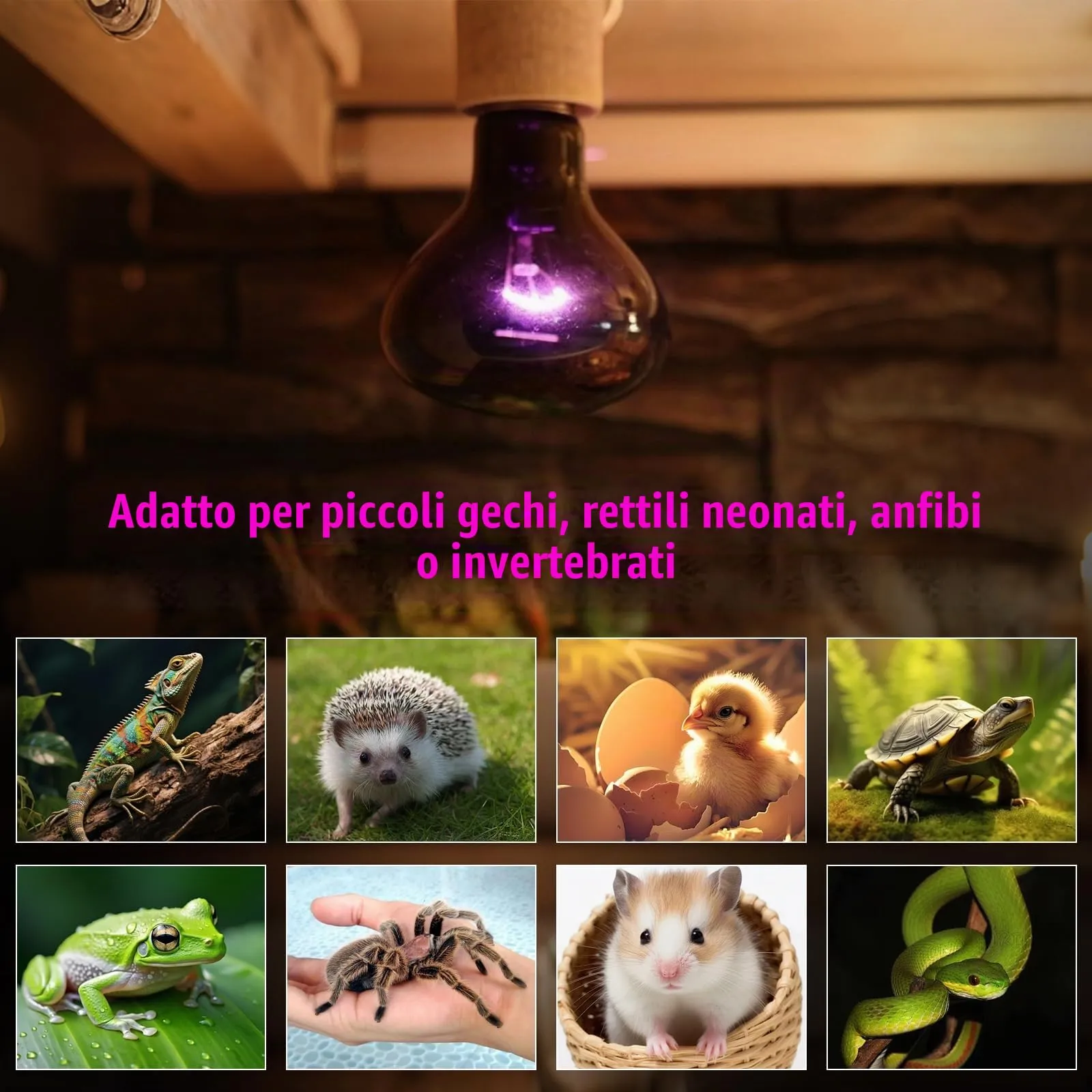 LedWekei Lampada riscaldante per terrario e rettili 75W UVA/UVB, attacco E27 (2 pezzi) - immagine 2