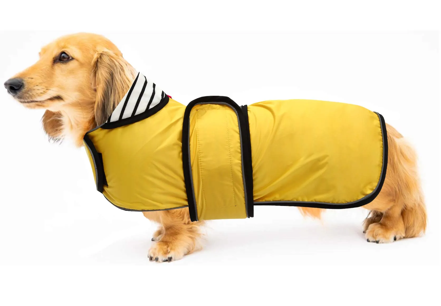 Geyecete Cappotto Impermeabile per Bassotto e Cani di Piccola e Media Taglia, Giacca Riflettente con Cintura Regolabile - Giallo, S - immagine 1