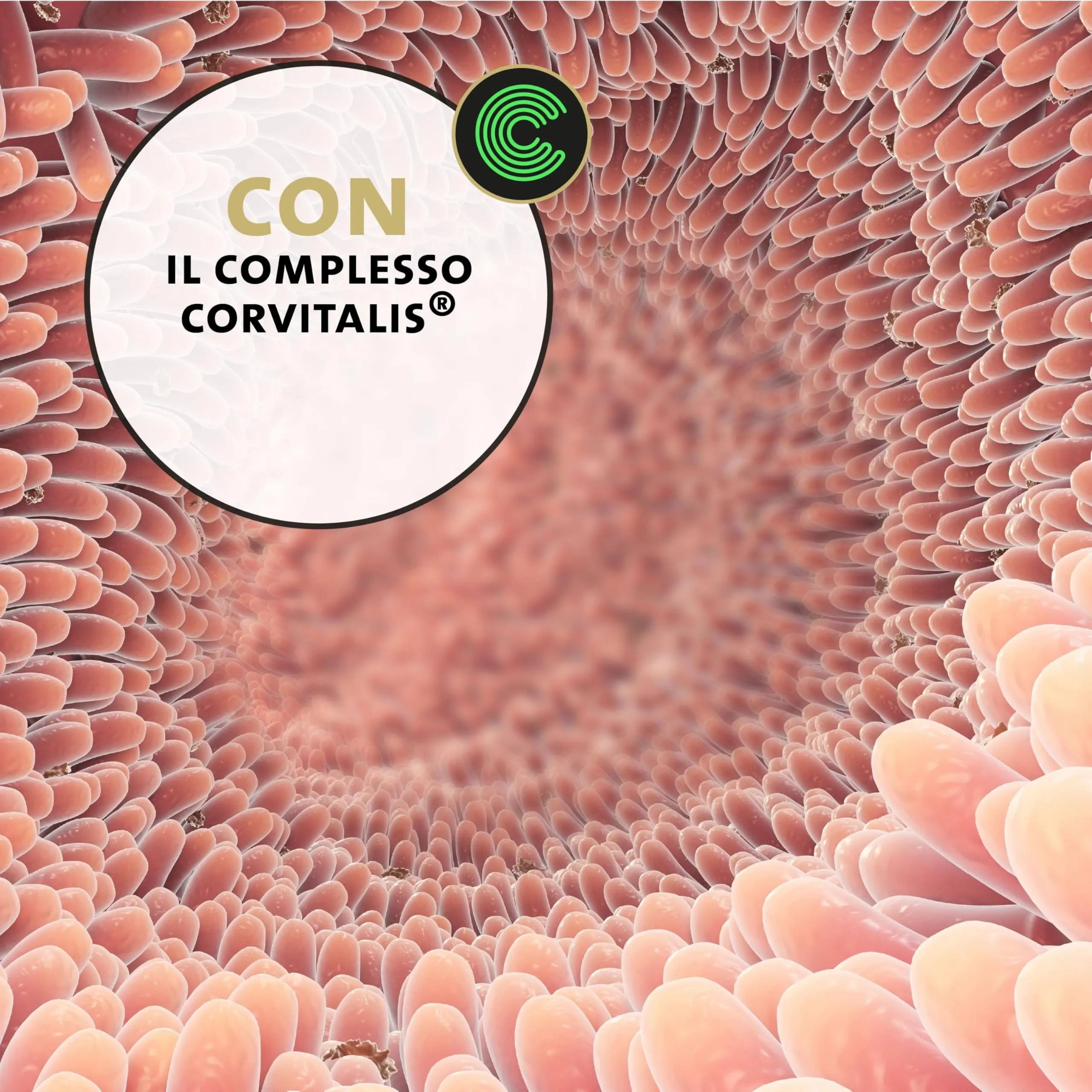 Peticare Polvere Flora Intestinale Gatti con Probiotici e Prebiotici, 200 g - immagine 6