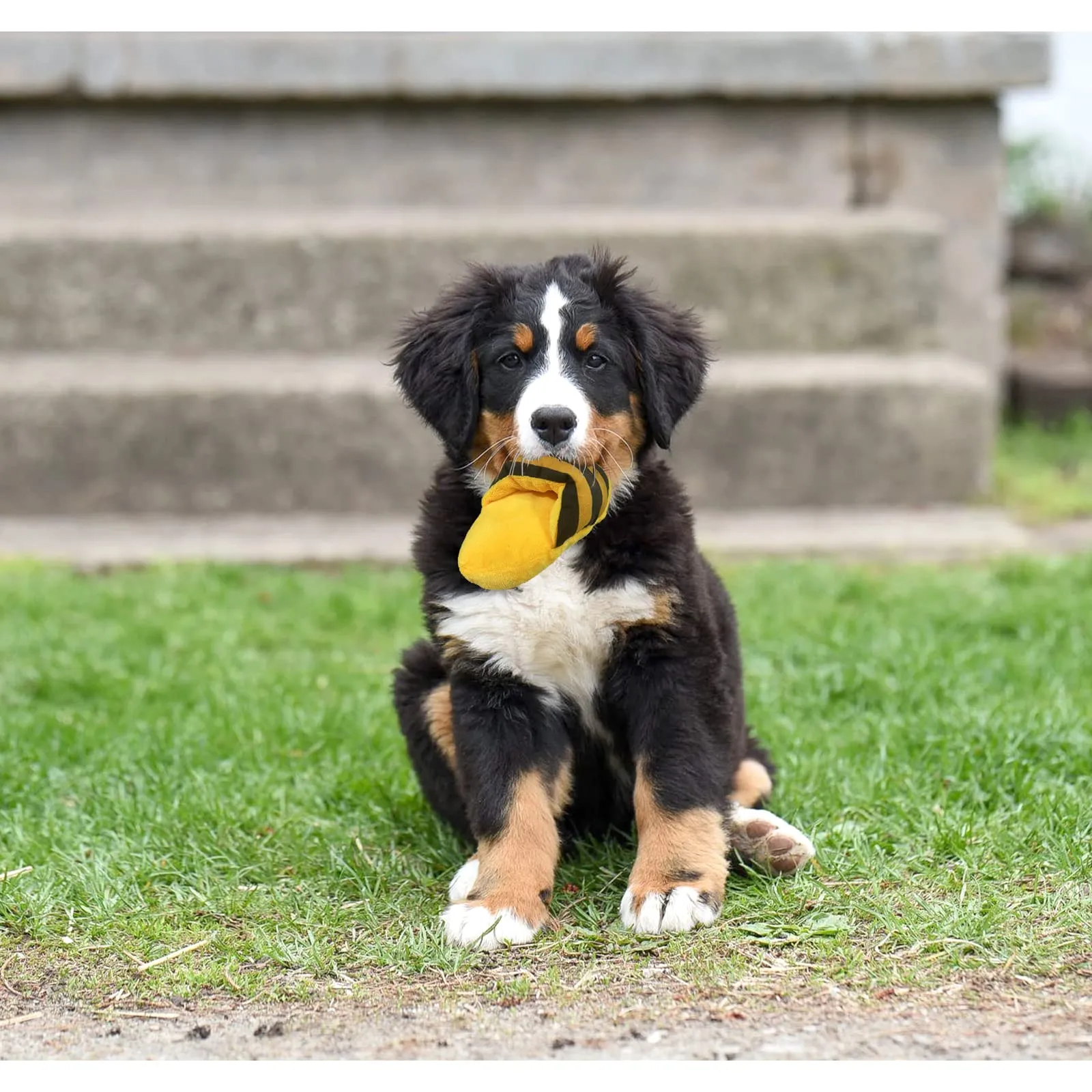 FuninCrea Giocattolo di Peluche Pantofole per Cani, Interattivo per Pulizia Denti e Anti-Noia - immagine 6