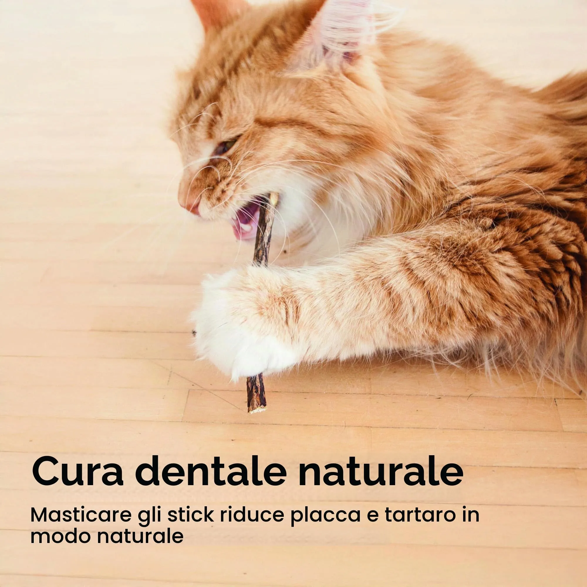 LucyBalu Matatabi Bastoncini in Legno per Denti del Gatto, 6 pezzi - immagine 2