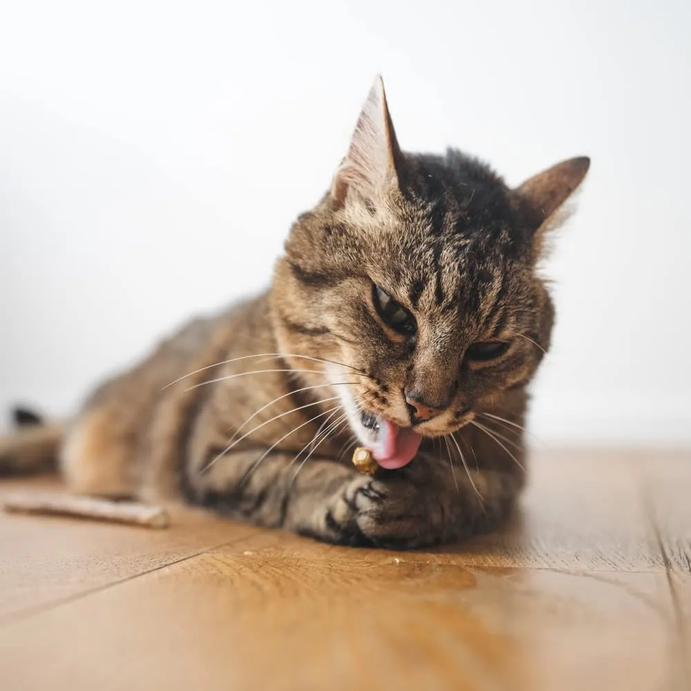 LucyBalu Matatabi Bastoncini in Legno per Denti del Gatto, 6 pezzi - immagine 3
