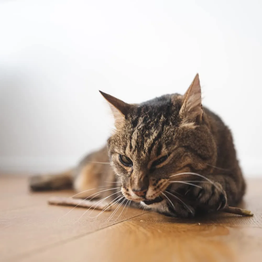 LucyBalu Matatabi Bastoncini in Legno per Denti del Gatto, 6 pezzi - immagine 7