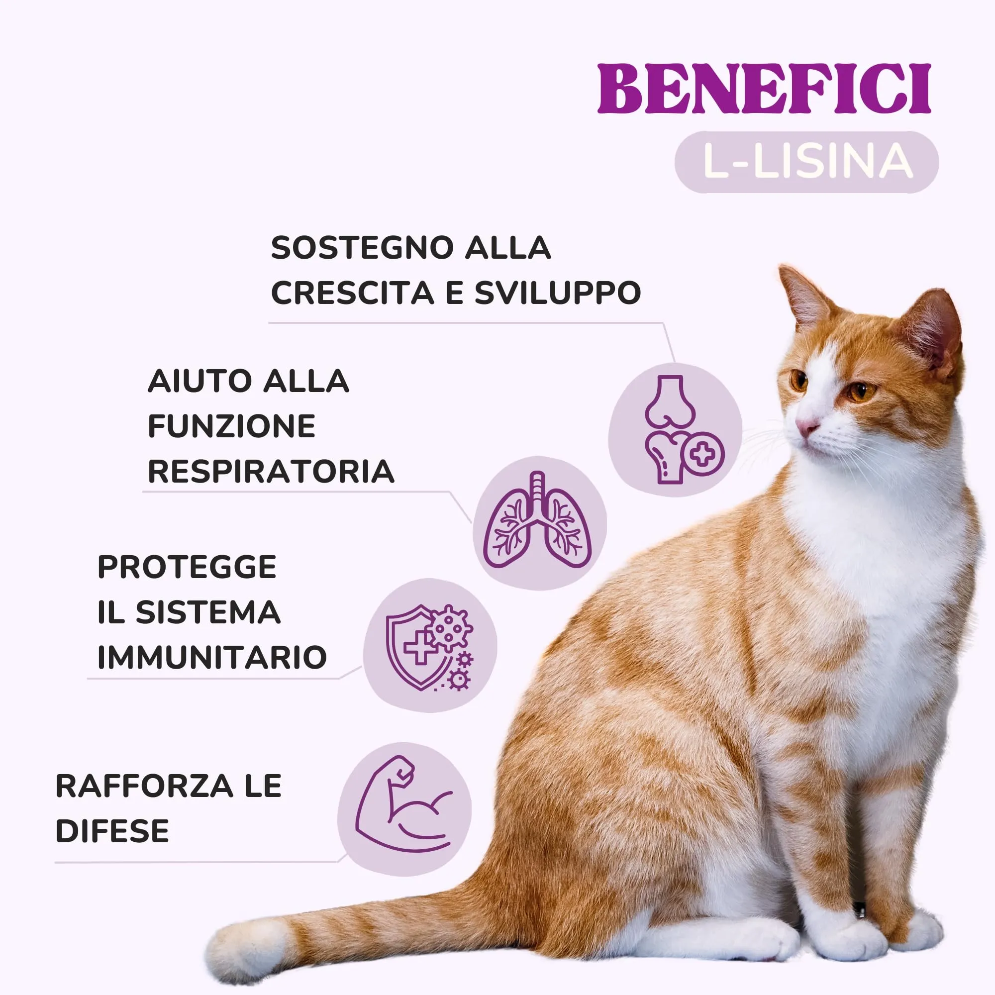 Lamina Care Lisina per Gatti in Polvere 100% Pura - Integratore per Herpes Felino, Sistema Immunitario e Vie Respiratorie - immagine 2