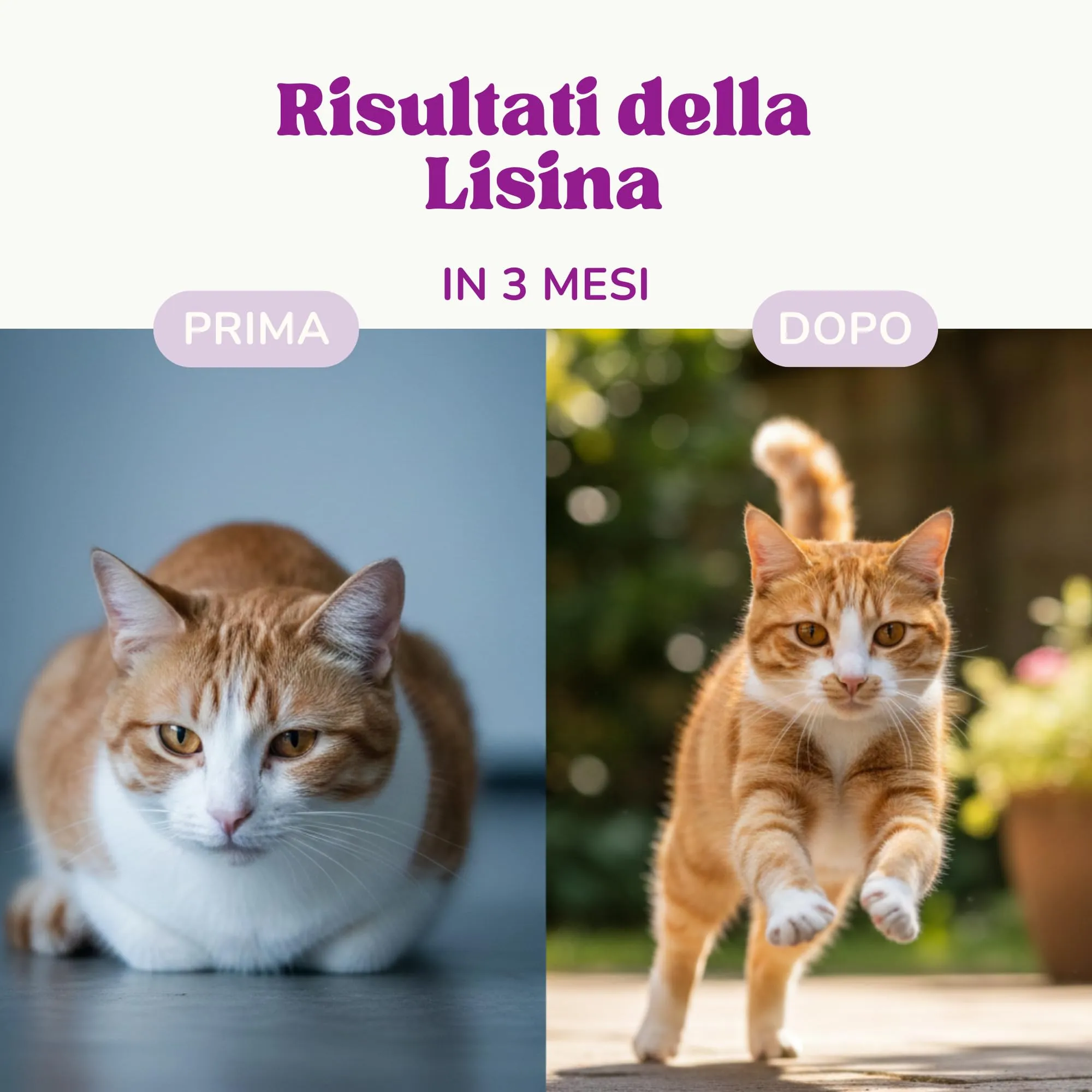Lamina Care Lisina per Gatti in Polvere 100% Pura - Integratore per Herpes Felino, Sistema Immunitario e Vie Respiratorie - immagine 5