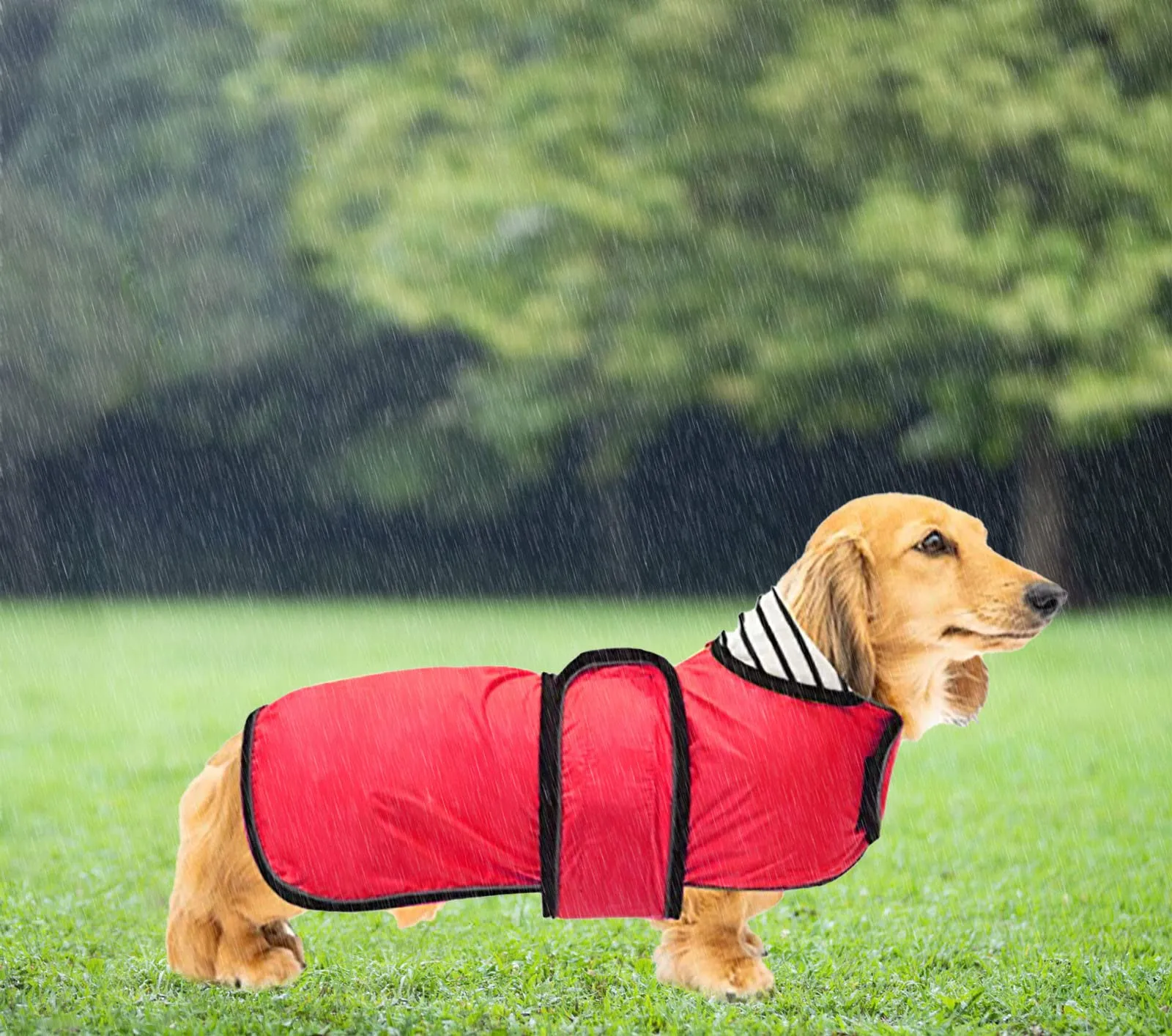 Geyecete Cappotto Impermeabile per Bassotti e Cani di Taglia Piccola e Media, Giacca Riflettente con Cintura Regolabile, Rosso, M - immagine 5