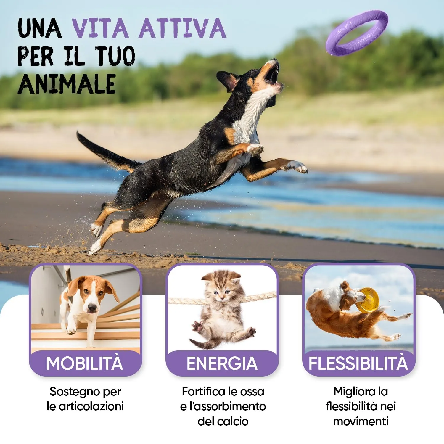 animigo Integratore Articolazioni per Cane e Gatto con Glucosamina, Condroitina, Vitamina C, Curcuma, Zenzero e Rosa Canina, 180 Capsule - immagine 4
