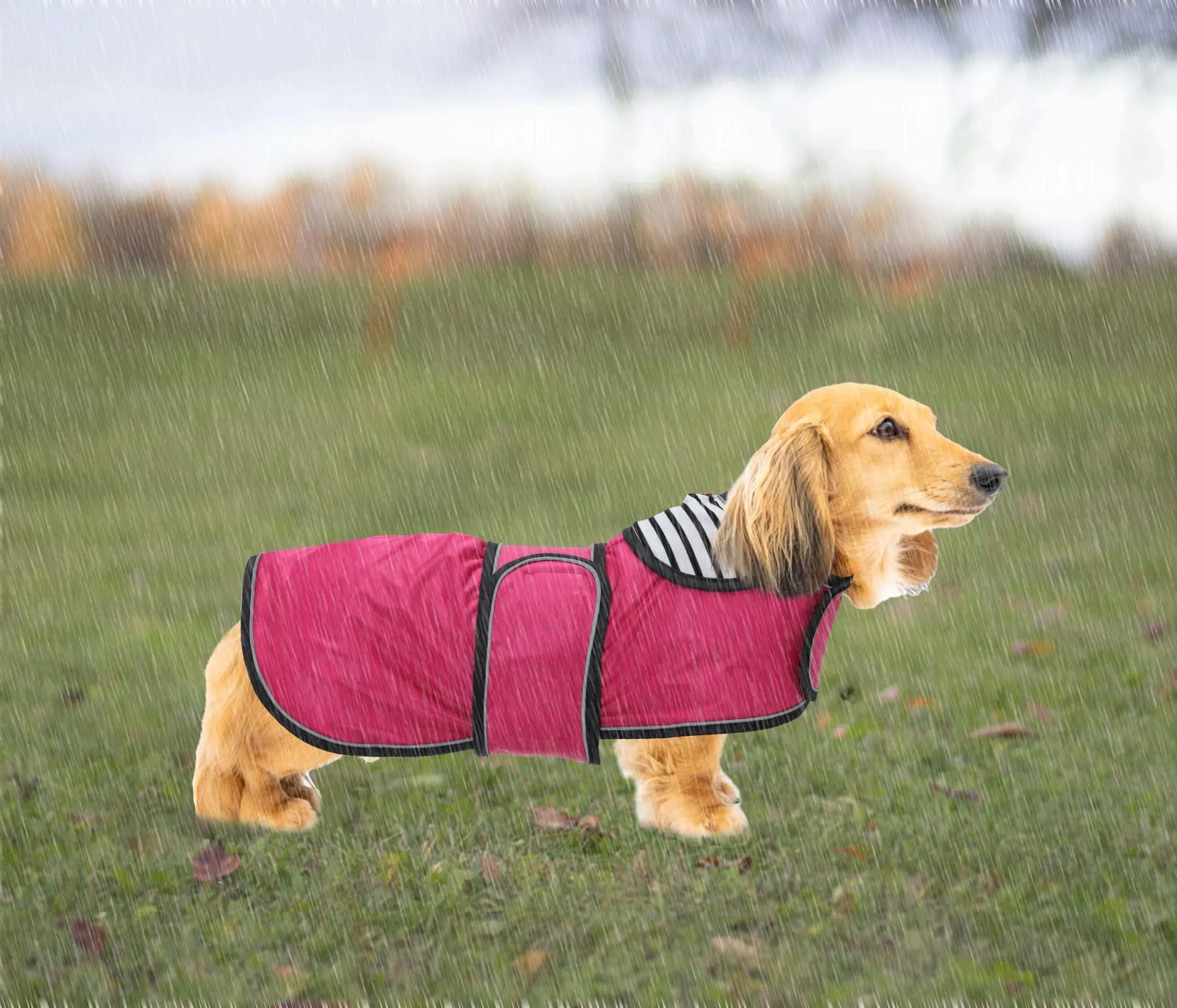 Geyecete Cappotto Impermeabile per Cani e Bassotti con Cintura Regolabile e Dettagli Riflettenti, Rosa, S - immagine 5