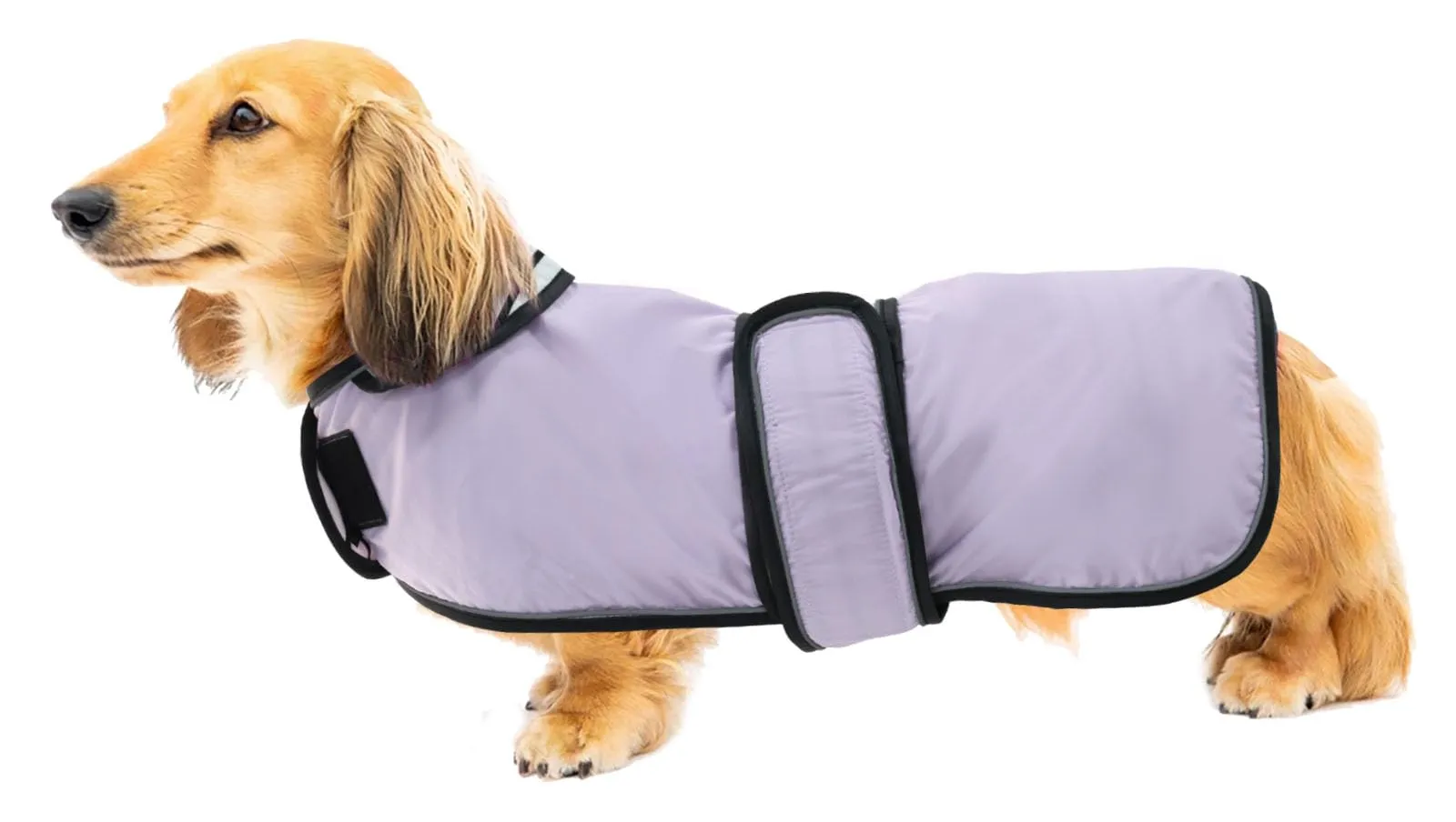 Geyecete Cappotto Impermeabile per Bassotti e Cani di Piccola e Media Taglia, Giacca Riflettente con Cintura Regolabile, Viola, M - immagine 1