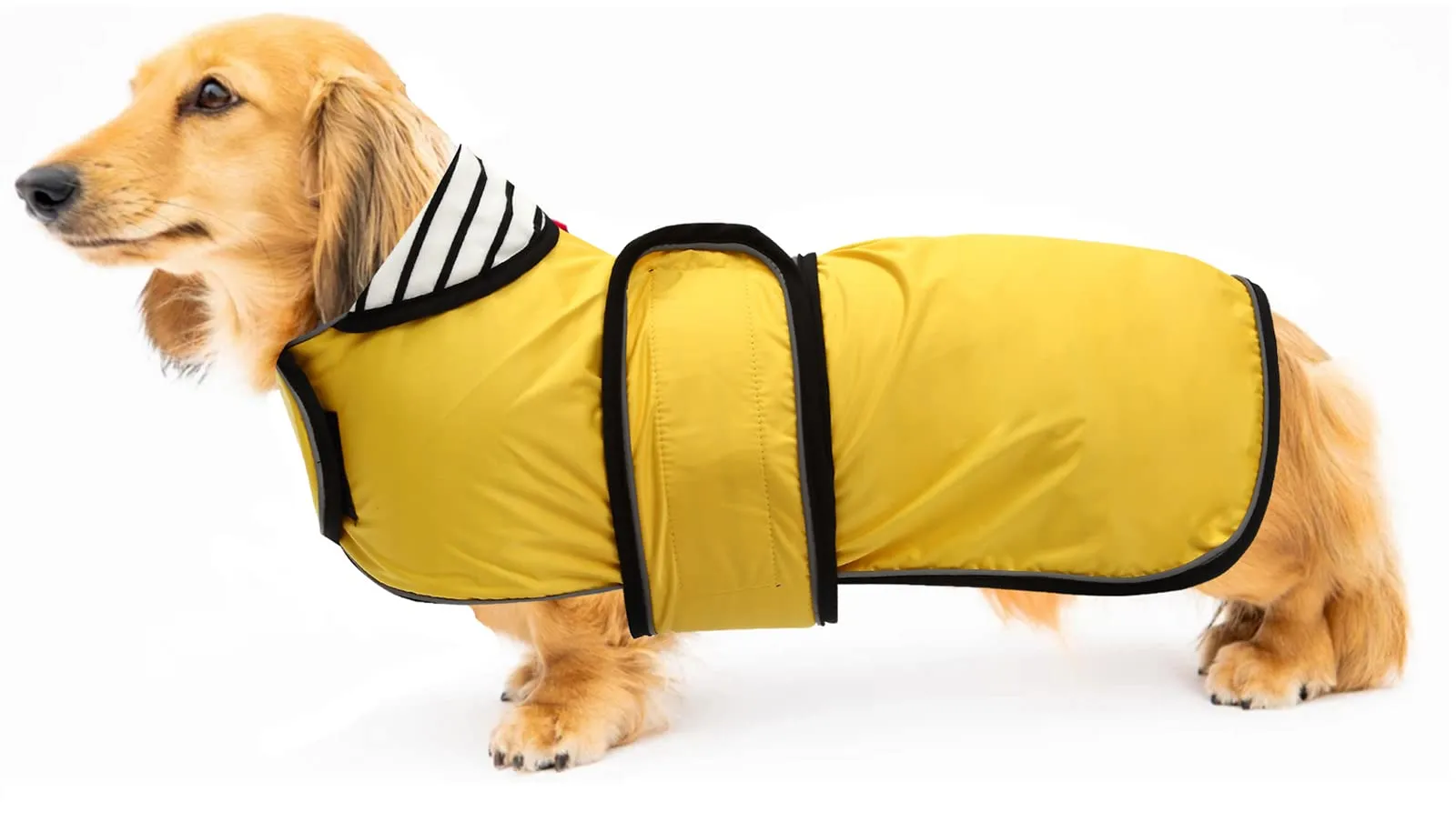 Geyecete Cappotto Impermeabile per Bassotti e Cani di Piccola-Media Taglia, Giallo, XS - immagine 1
