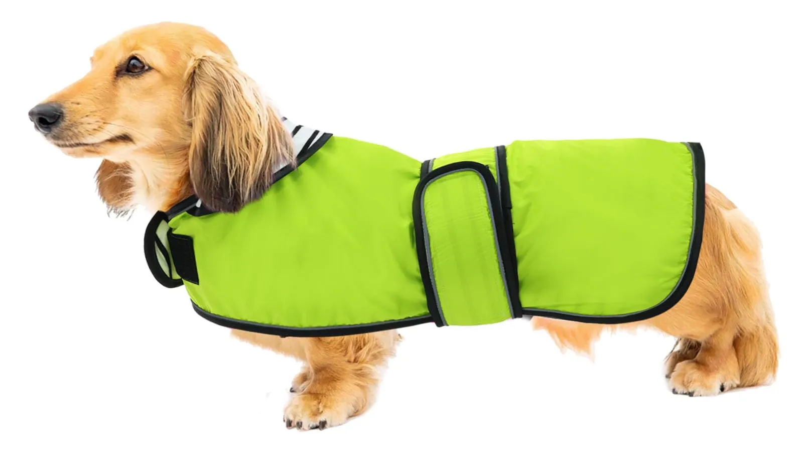 Geyecete Cappotto Impermeabile per Bassotti e Cani di Piccola e Media Taglia con Cintura Regolabile e Dettagli Riflettenti, Verde, S - immagine 1