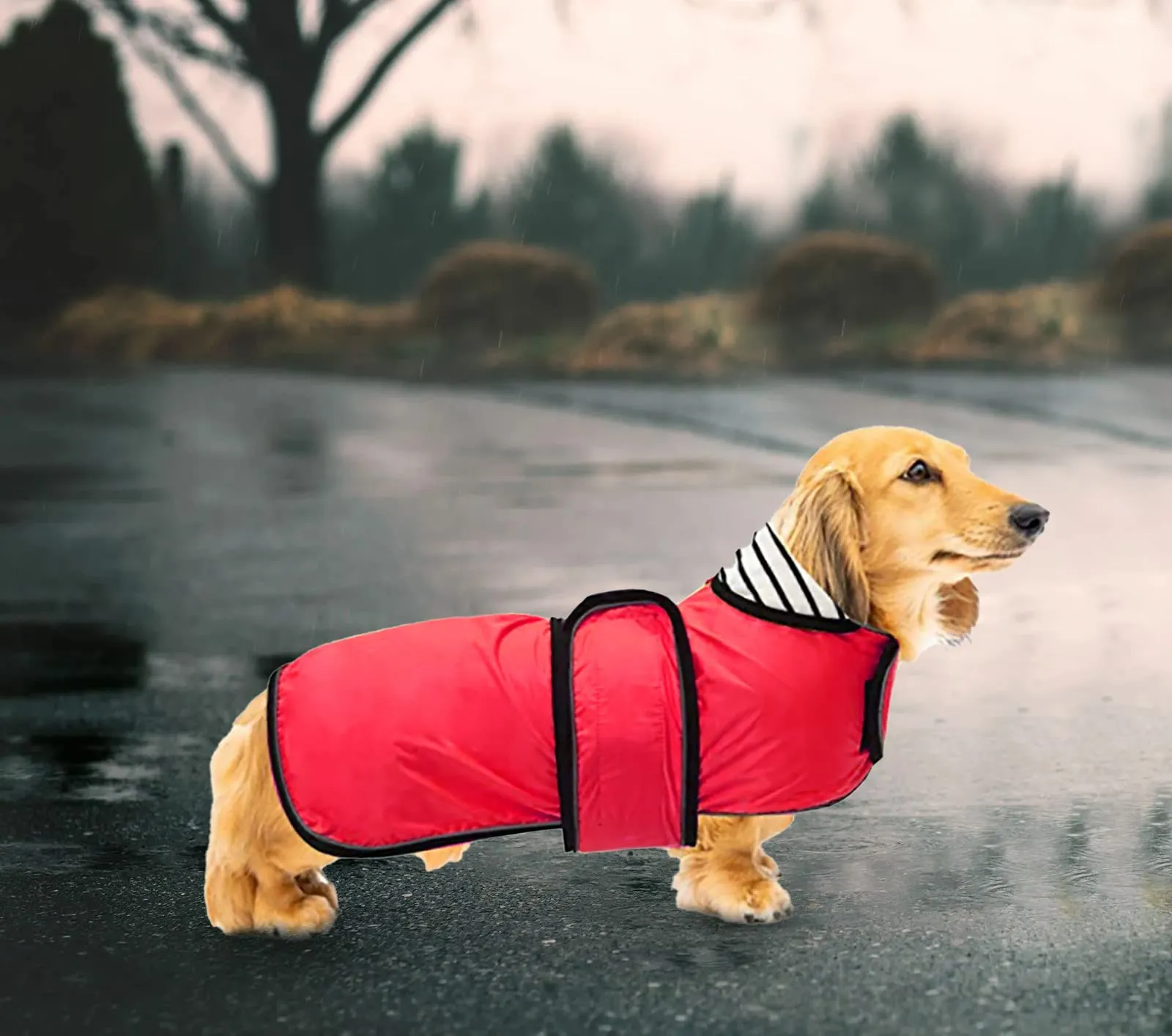Geyecete Cappotto Impermeabile per Cani e Bassotti con Cintura Regolabile e Riflettente, Rosso, XS - immagine 5
