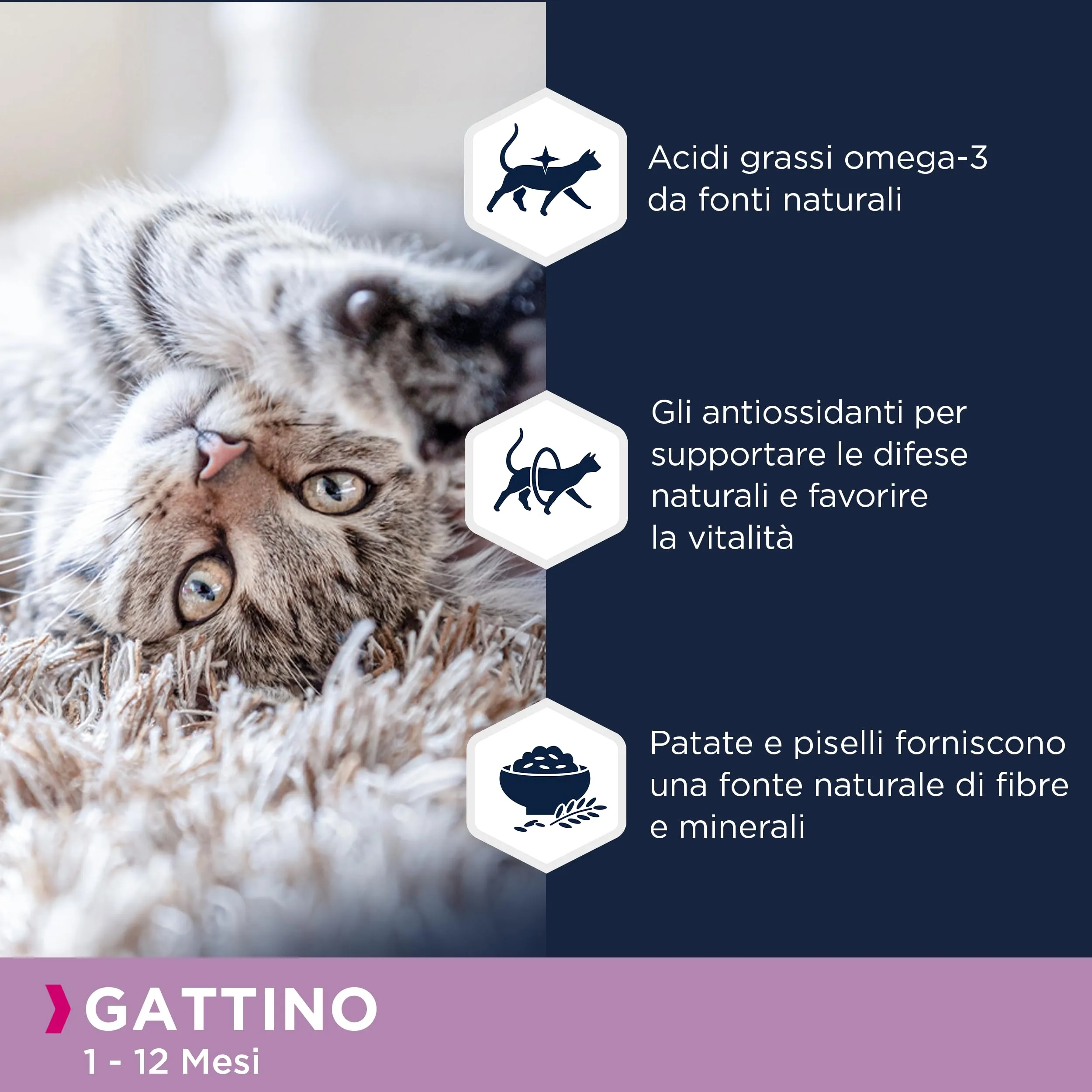Eukanuba Grain Free Crocchette per gattini con salmone, 2 kg - immagine 4