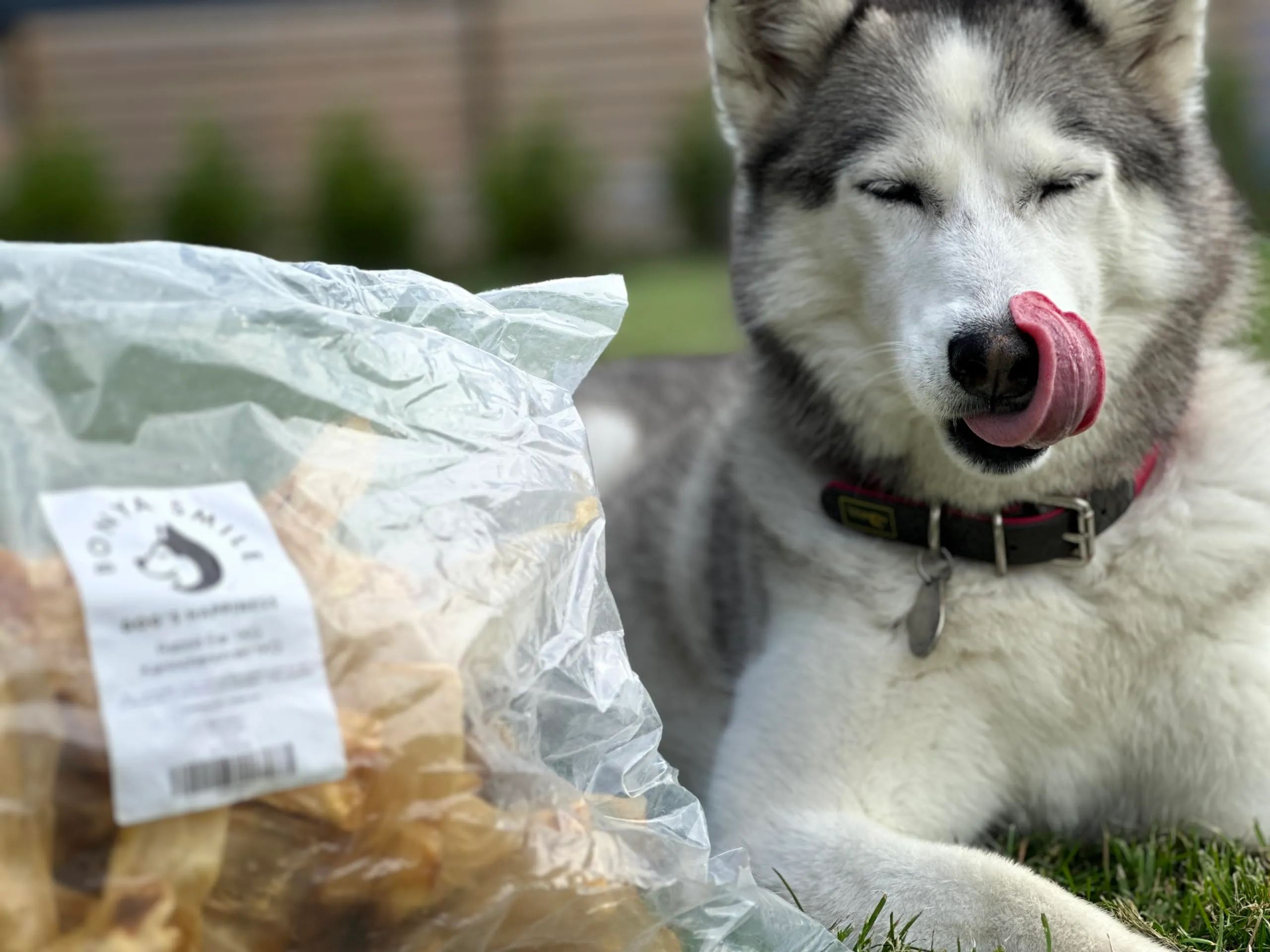 Bonya Smile Orecchie di Coniglio per Cani, 1 kg - immagine 2