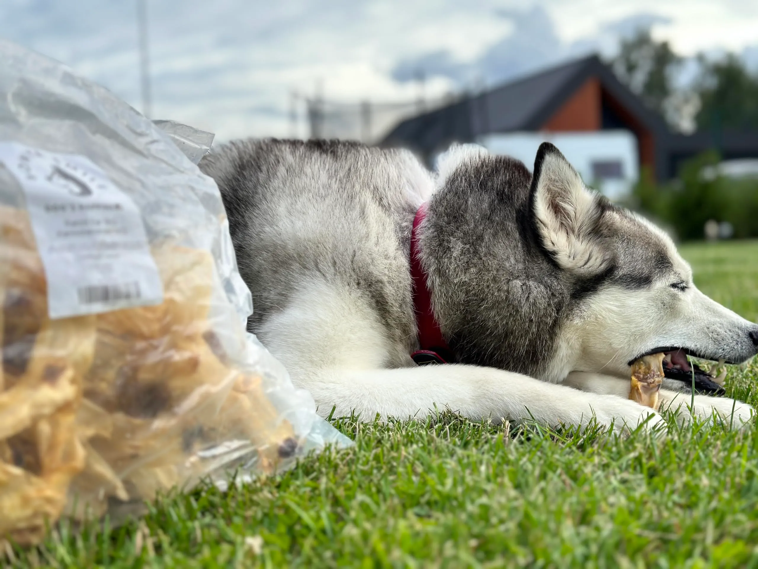 Bonya Smile Orecchie di Coniglio per Cani, 1 kg - immagine 5