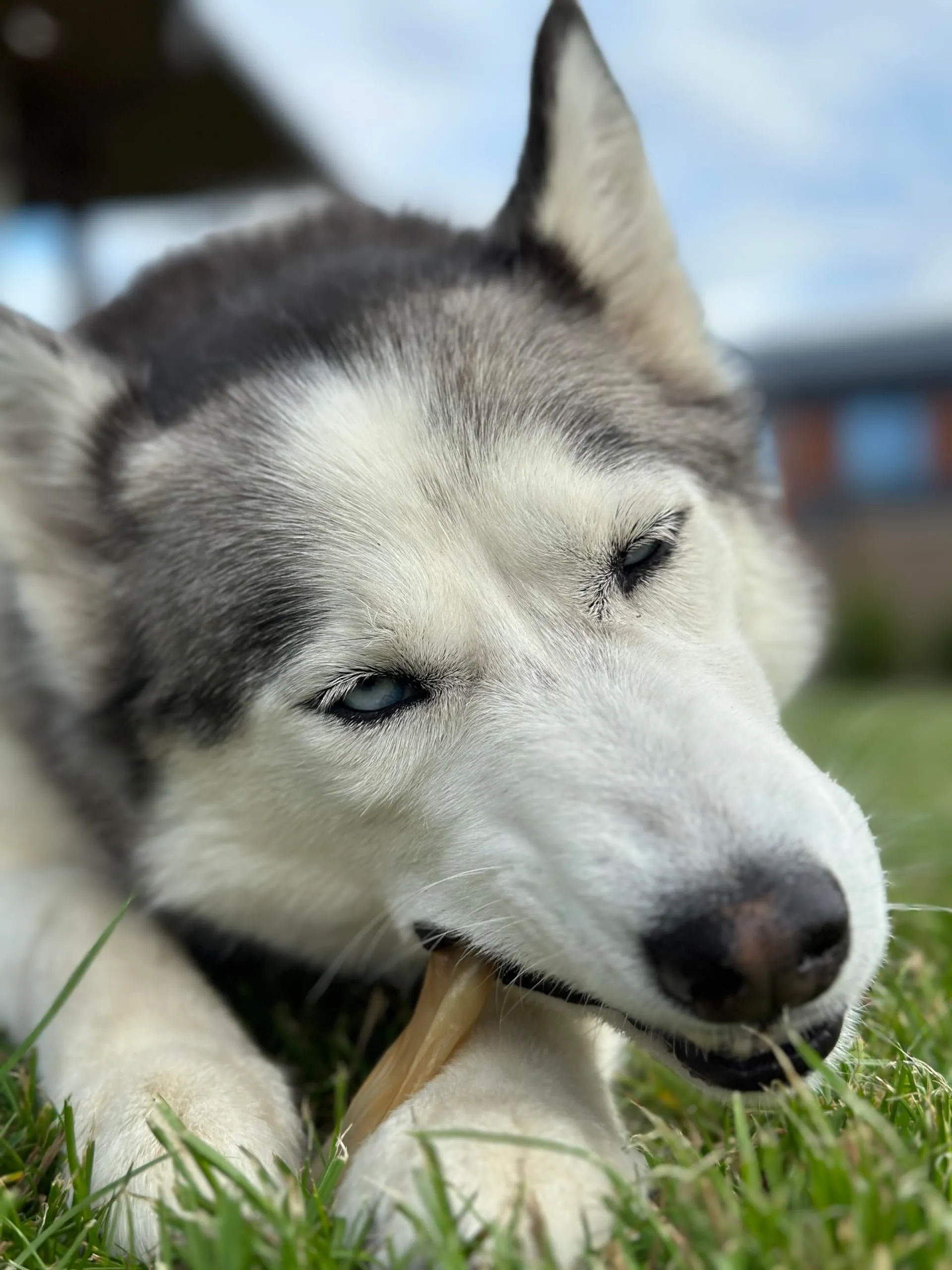 Bonya Smile Orecchie di Coniglio per Cani, 1 kg - immagine 6
