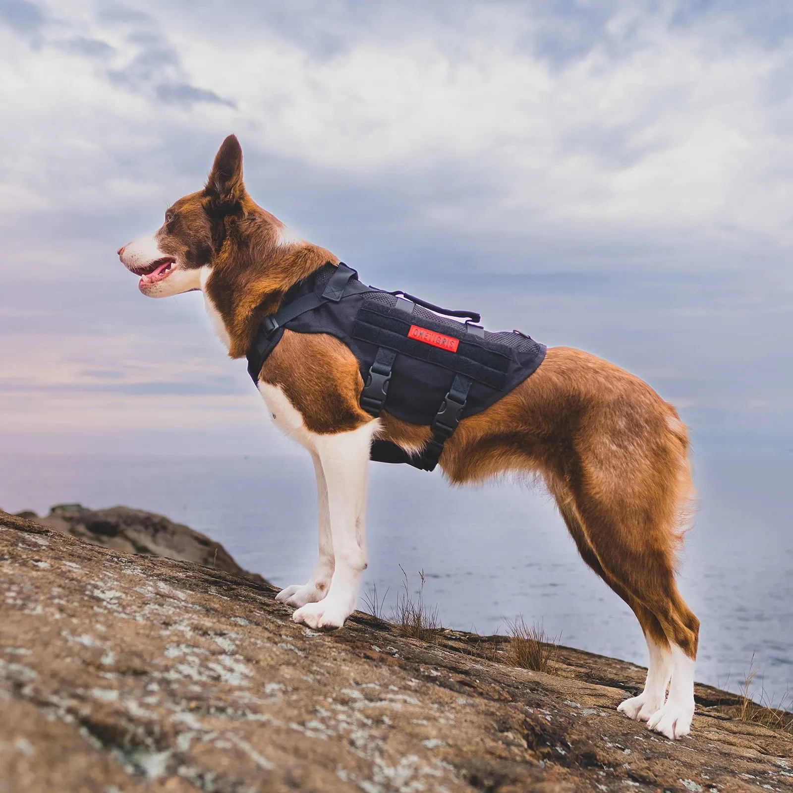 OneTigris Imbracatura No-Pull per Cani, Air Mesh, Regolabile, Taglia L - immagine 5