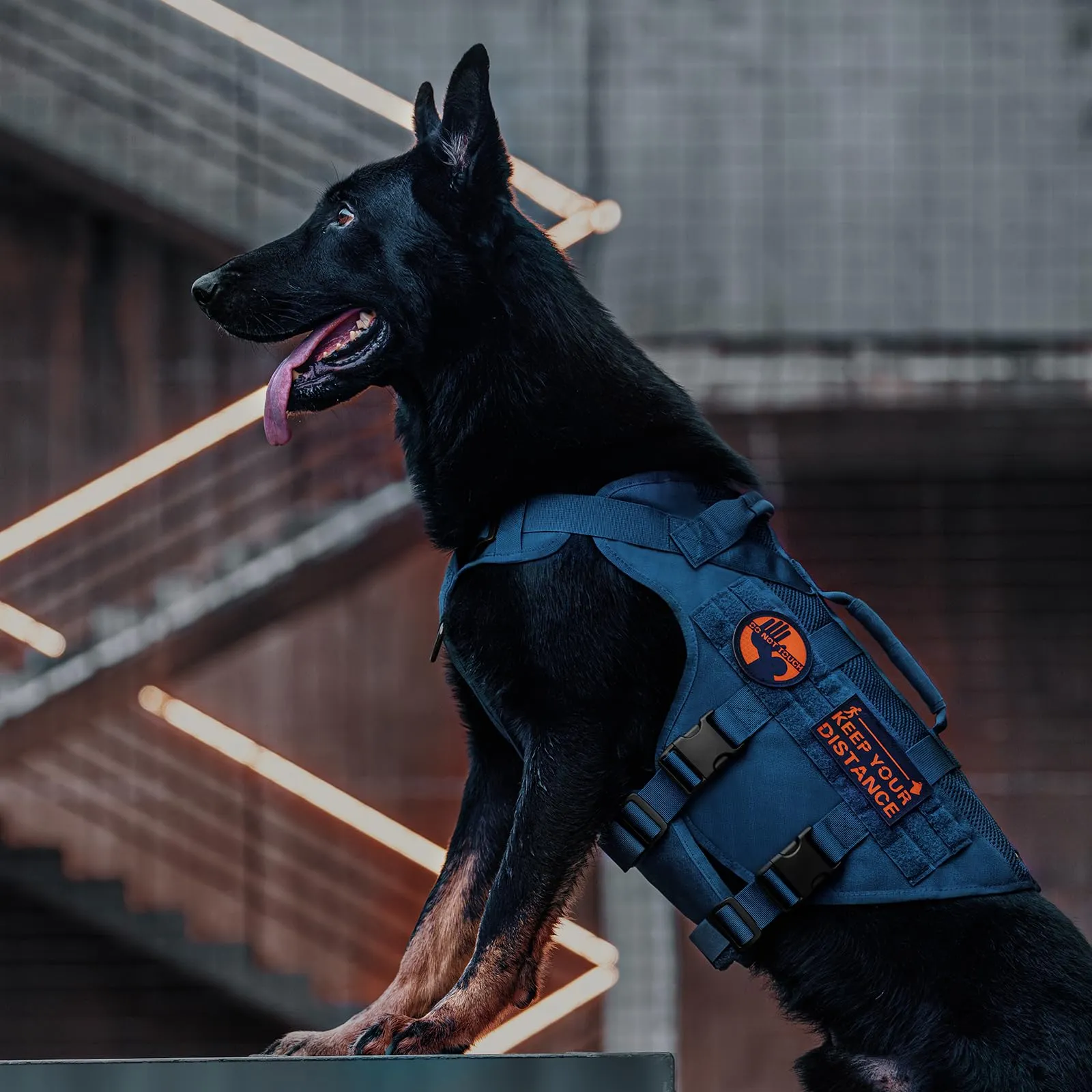 OneTigris Imbracatura No-Pull per Cani, Air Mesh Regolabile, per Grandi e Medie Dimensioni, con 2 Manici - immagine 5