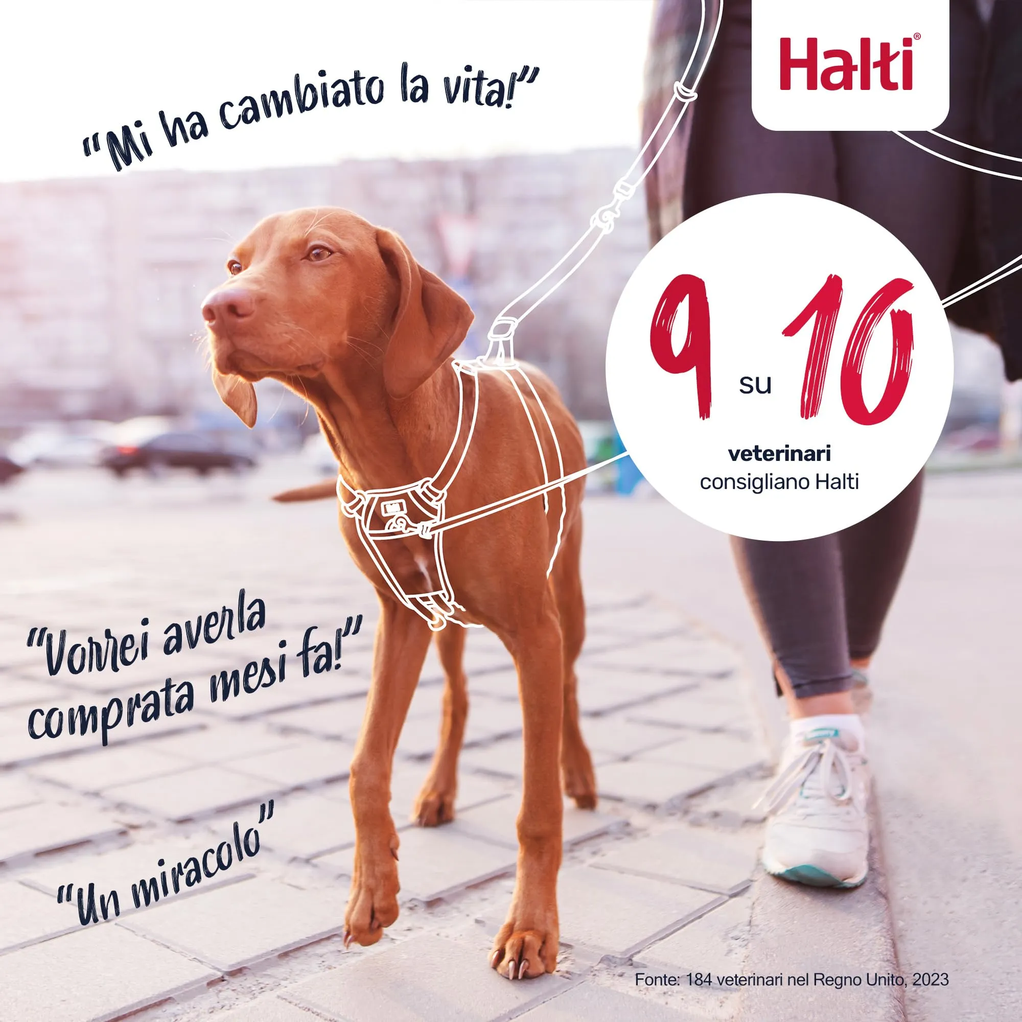 Halti Pettorina anti-trazione per cani, Taglia M, Verde Foresta - immagine 6