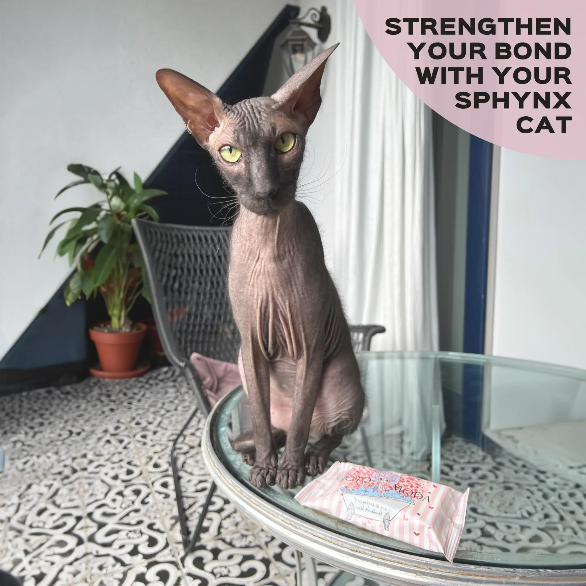 Kotomoda Salviette umidificate con pantenolo per gatto sfinge, 15 pezzi - immagine 6