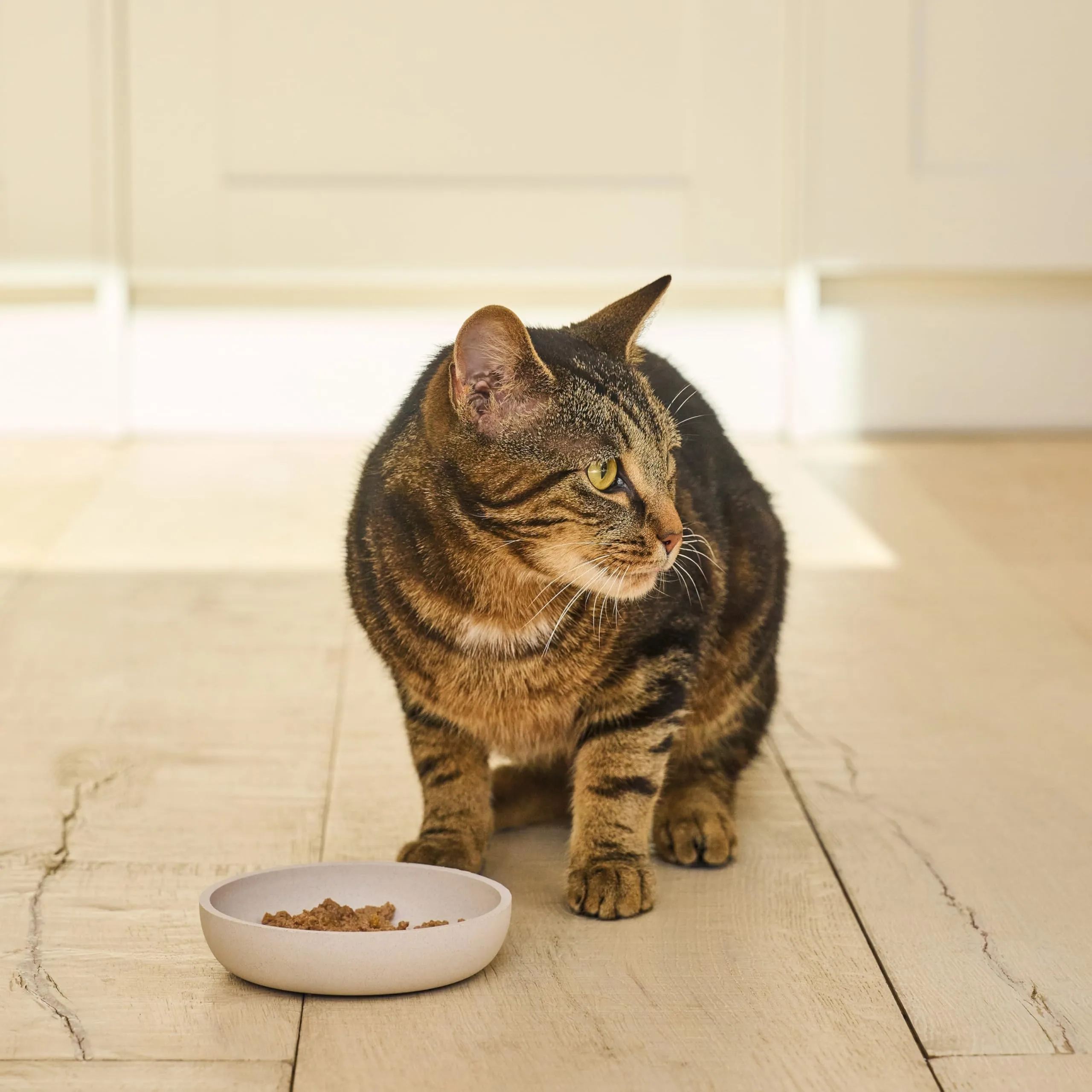 Lily's Kitchen Paté Umido per Gatti Adulti Pesce Biologico Senza Cereali, 19 x 85g - immagine 5