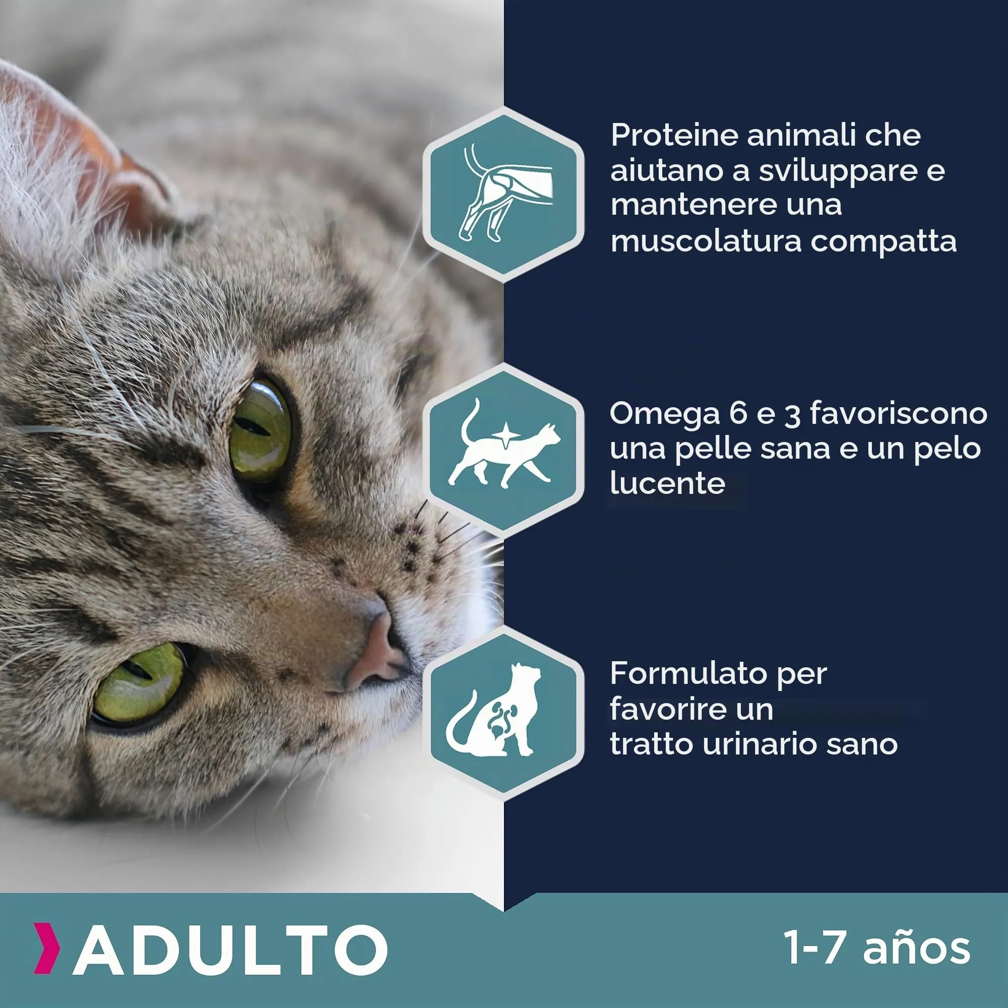Eukanuba Crocchette Gatti Adulti con Pollo Fresco, 10 kg - immagine 5