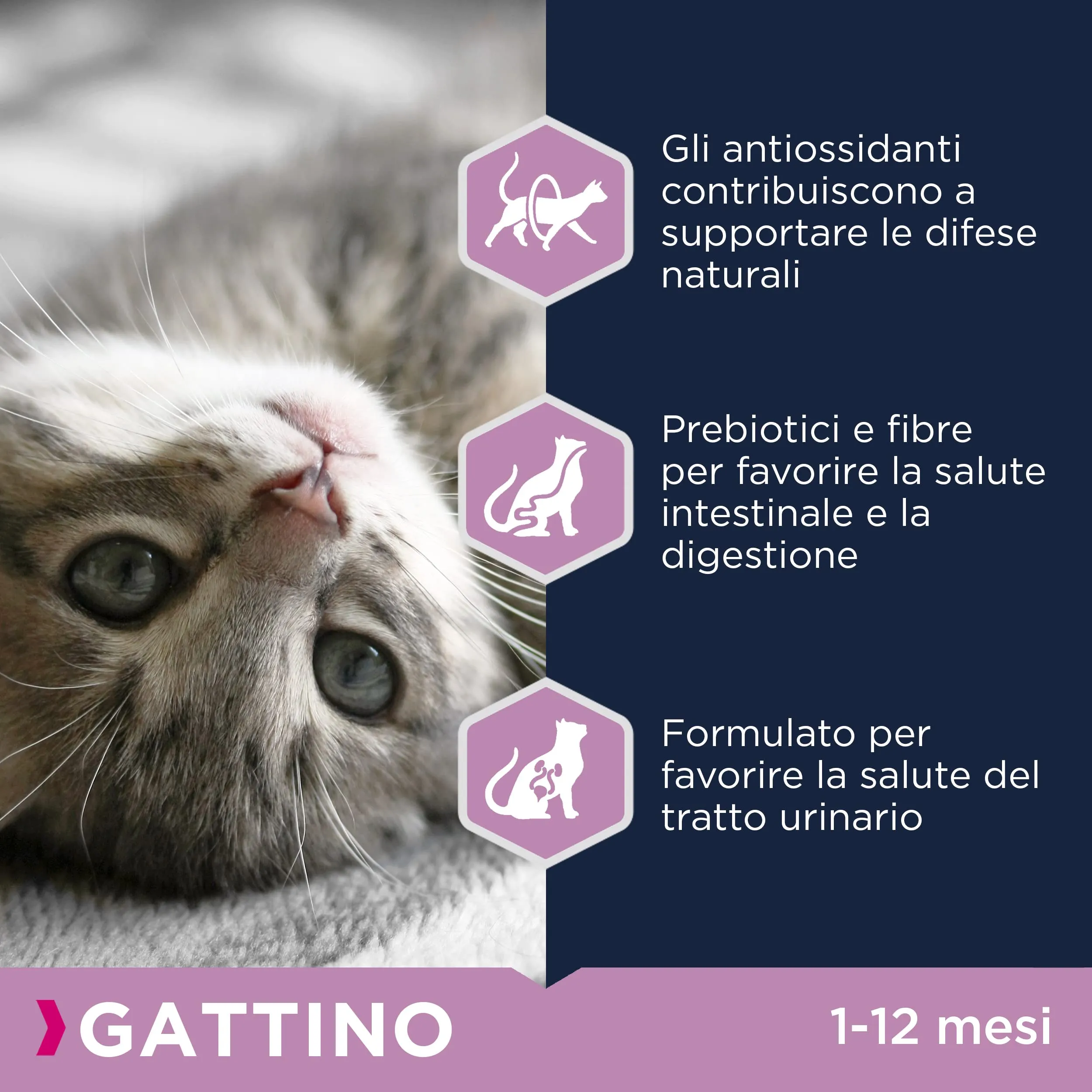 Eukanuba Crocchette Gattini con Pollo Fresco, 2 kg - immagine 4