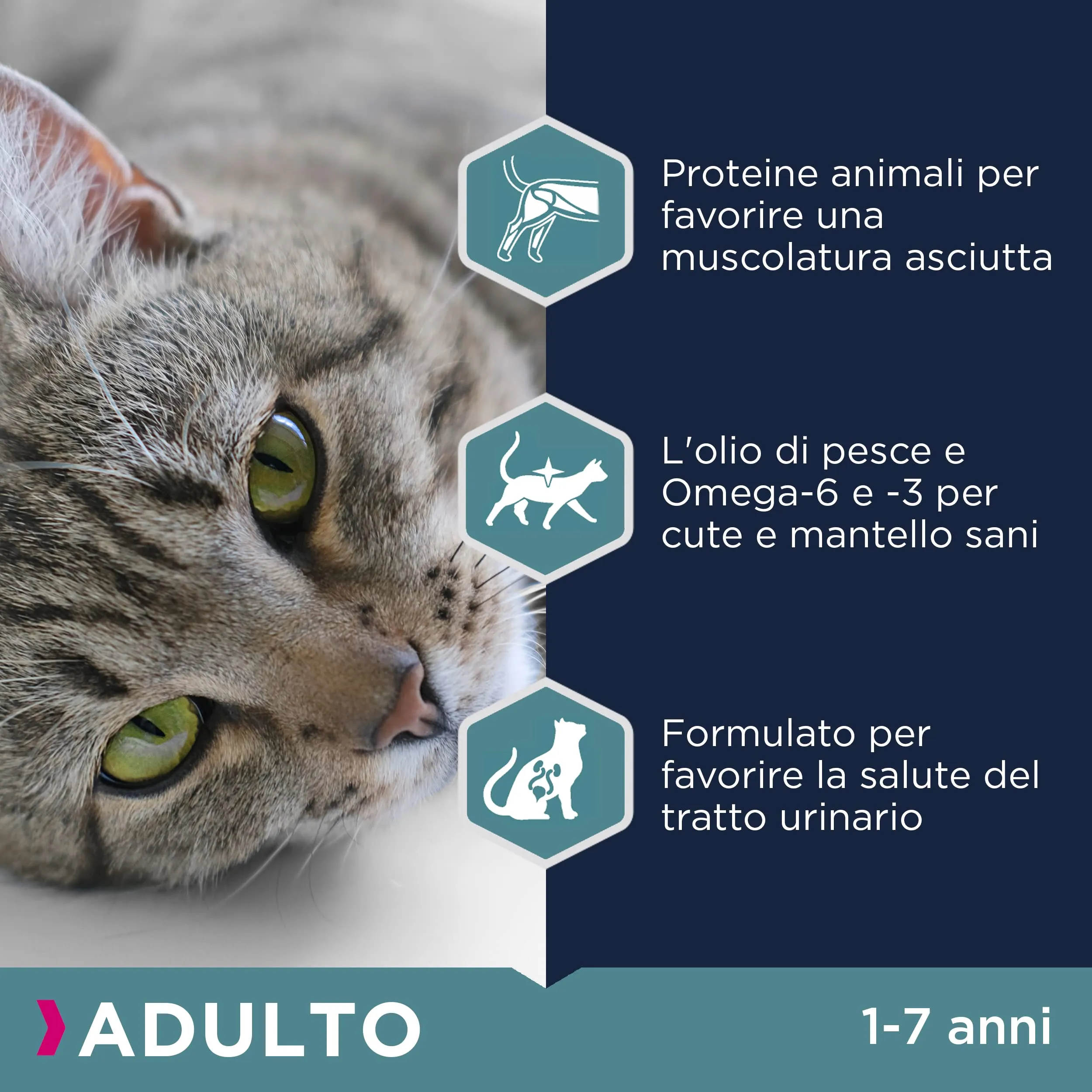 Eukanuba Crocchette per Gatti Adulti con Pollo Fresco, 2 kg - immagine 4