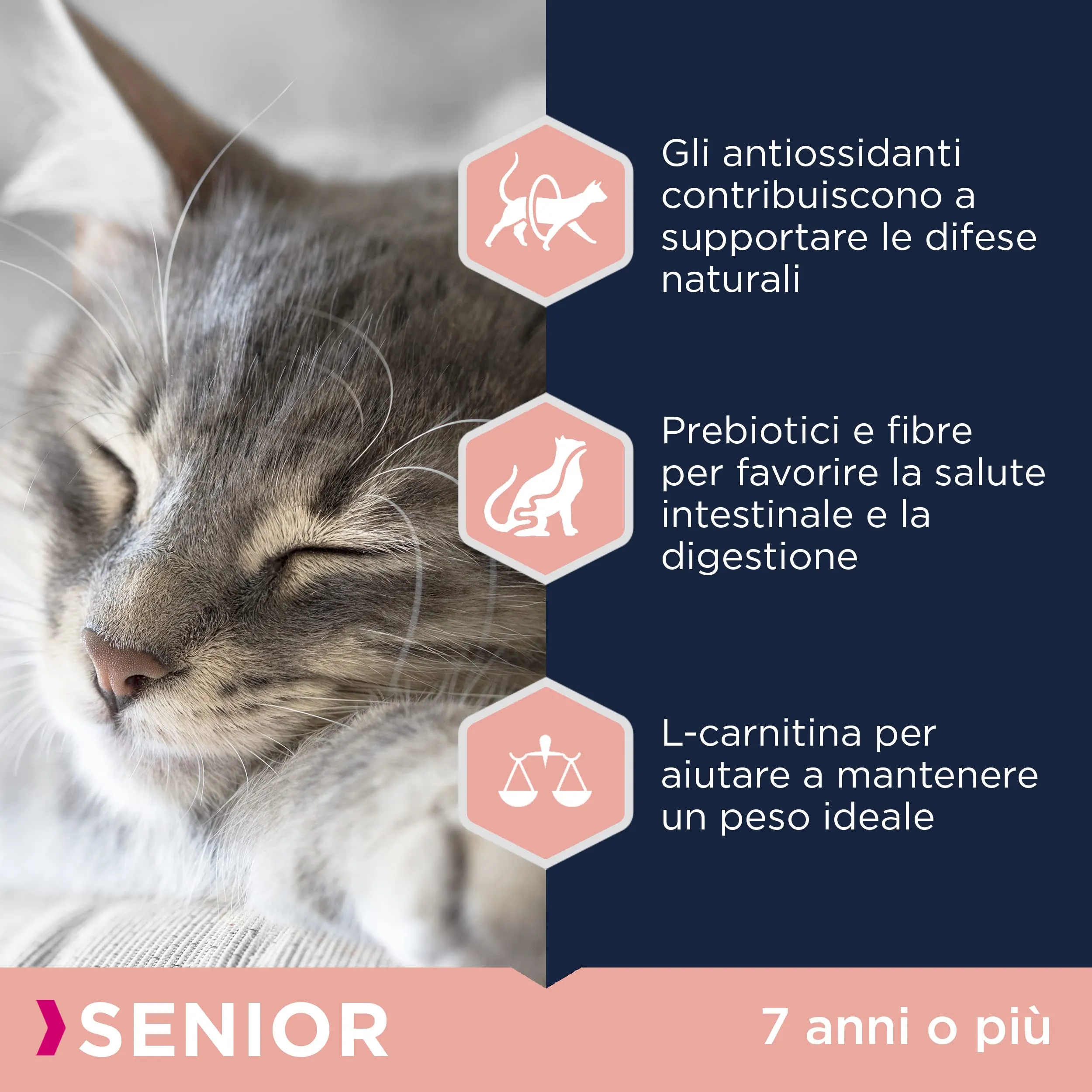 Eukanuba Crocchette Gatti Anziani con Pollo Fresco, 2 kg - immagine 4