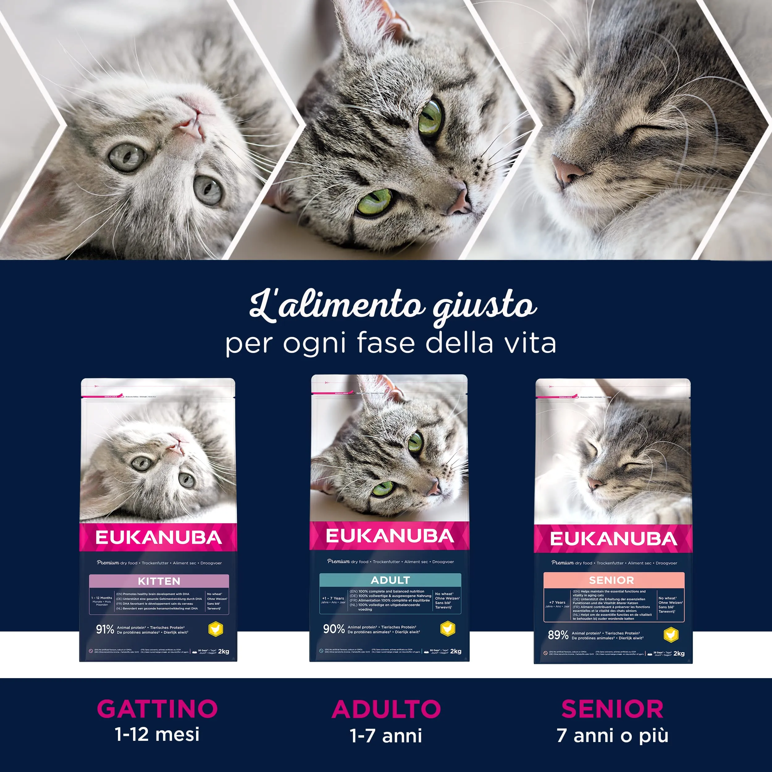 Eukanuba Crocchette Gatti Anziani con Pollo Fresco, 2 kg - immagine 5