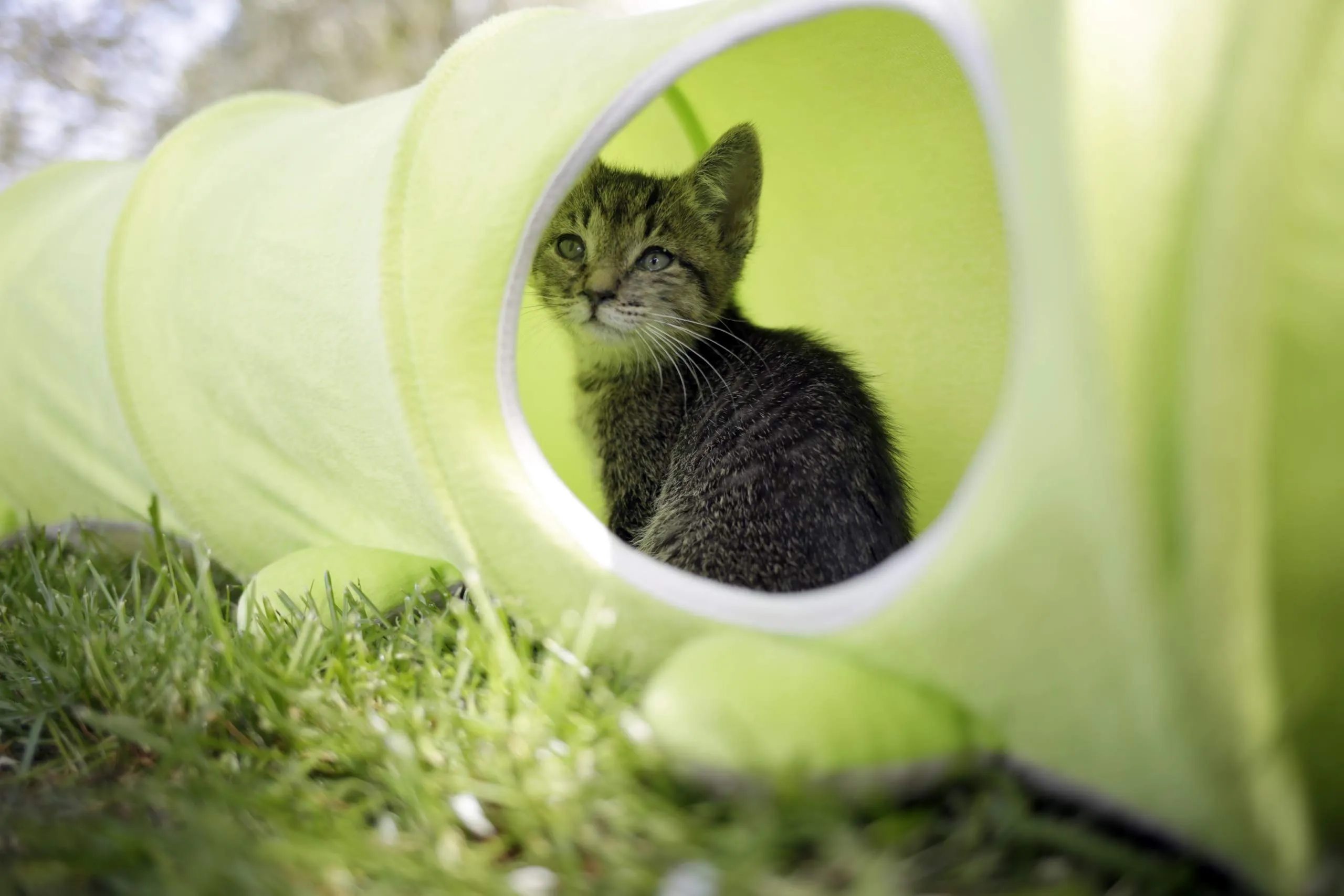 Kerbl Pet Tunnel per gatti Raupe, Ø 30cm x 170cm, verde, in peluche, pieghevole - immagine 2