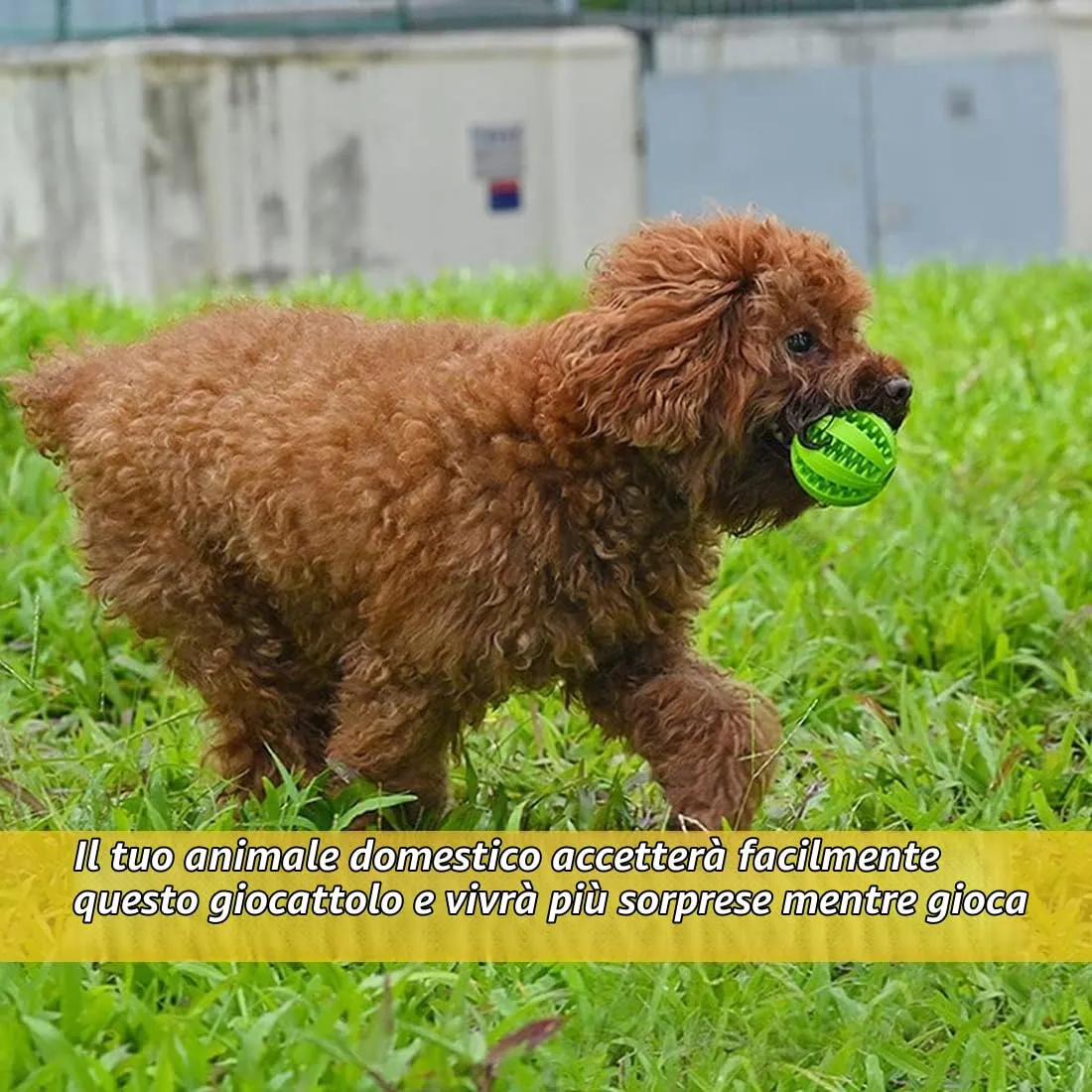 WEGLOK Pallina interattiva in gomma naturale per cani, Giocattolo da masticare e per l'alimentazione - immagine 6