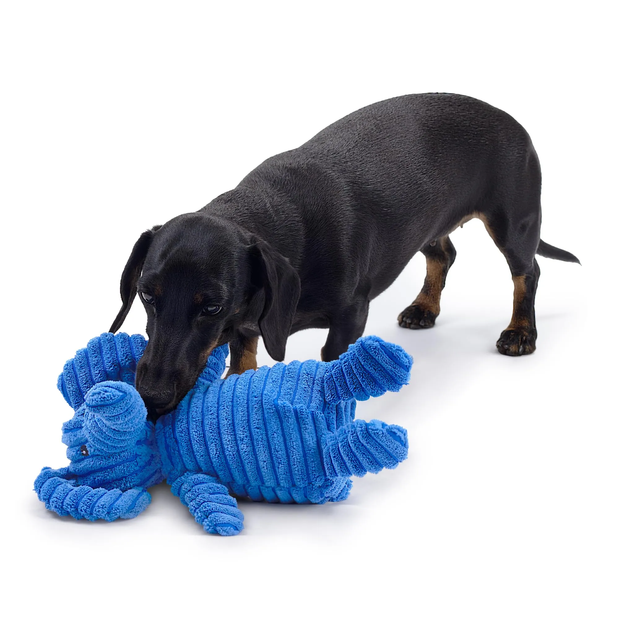 Zappi Co Elefante Blu in Peluche con Squeaker per Cani di Piccola e Media Taglia - immagine 8