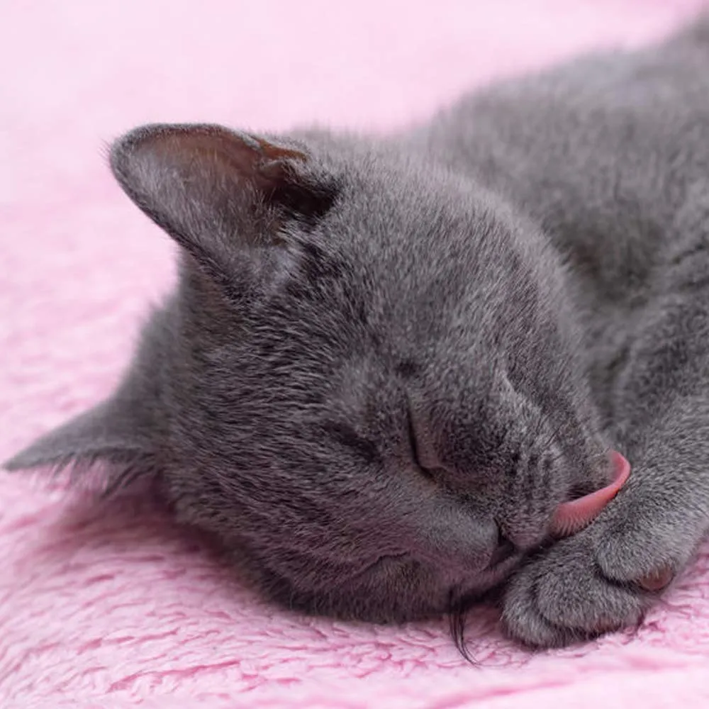 Croci Gills Salviette Umidificate Cane Gatto alla Malva, 40 Pezzi - immagine 4