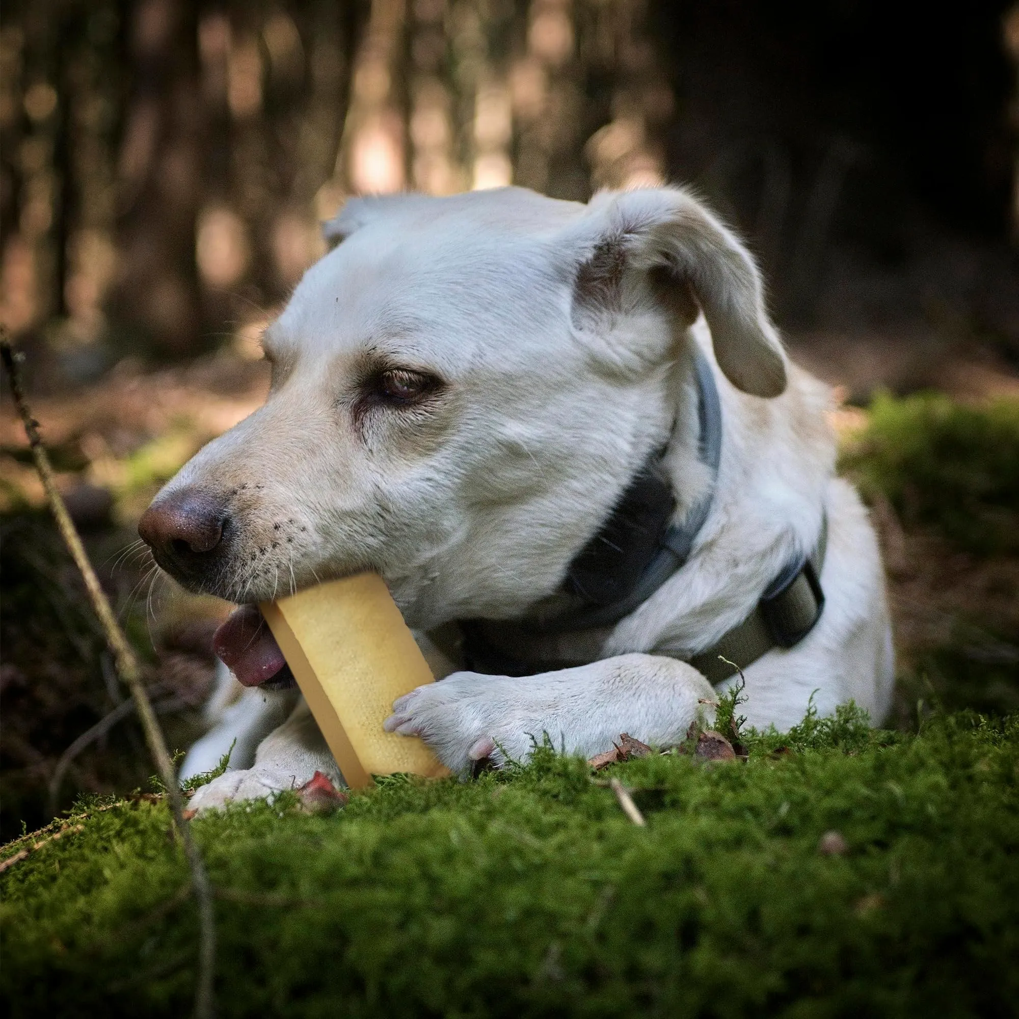 Wildfang Bastoncini da Masticare in Formaggio per Cani, Super XXL, Set di 3 - immagine 9