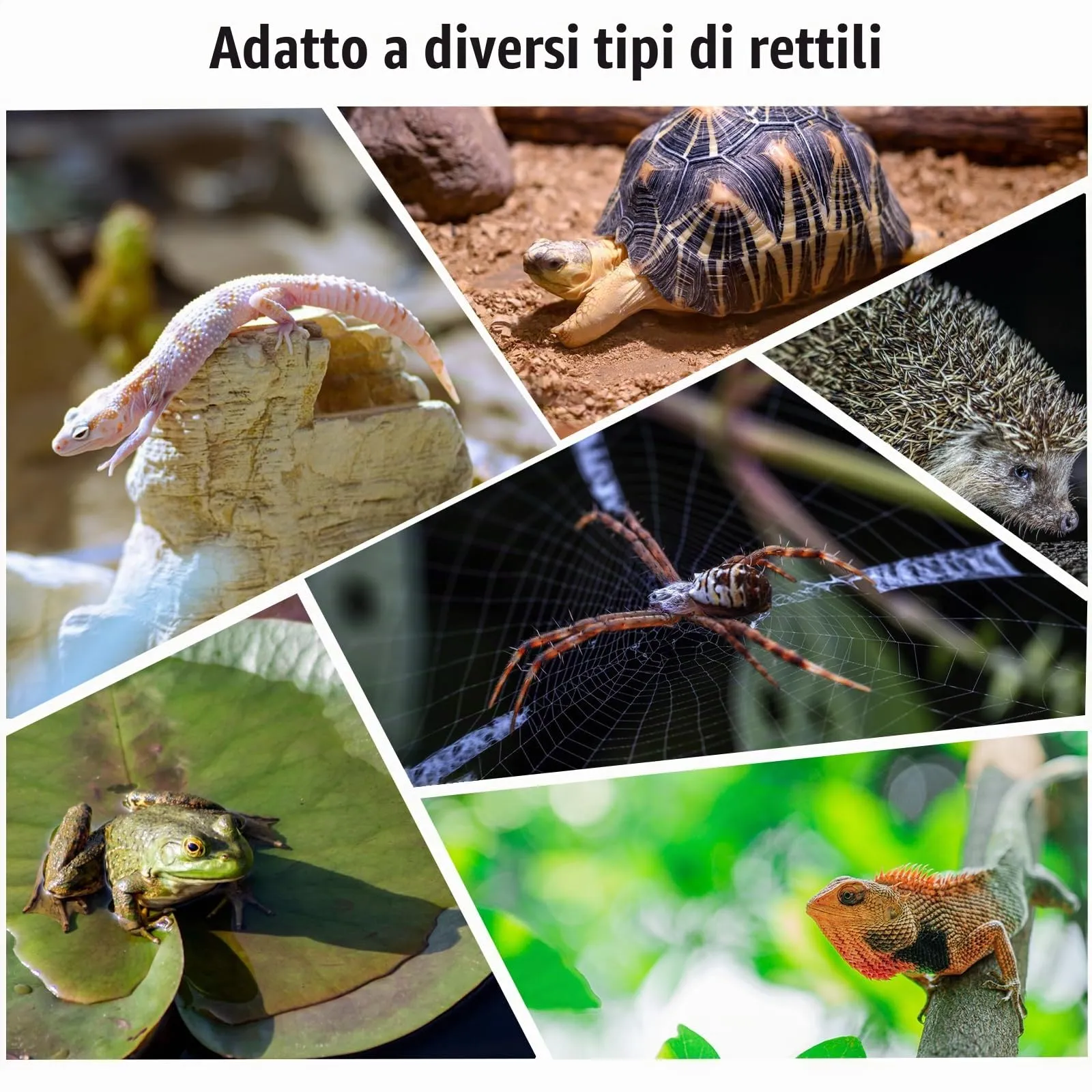 Cherioll Distributore di Acqua e Cibo 2 in 1 per Rettili e Tartarughe - immagine 4