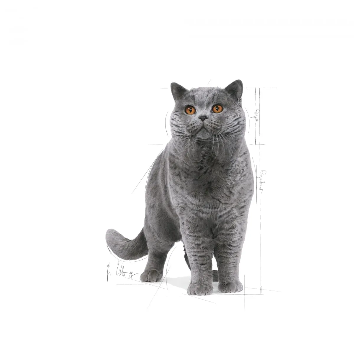 Royal Canin British Shorthair Adult 4 kg - immagine 3