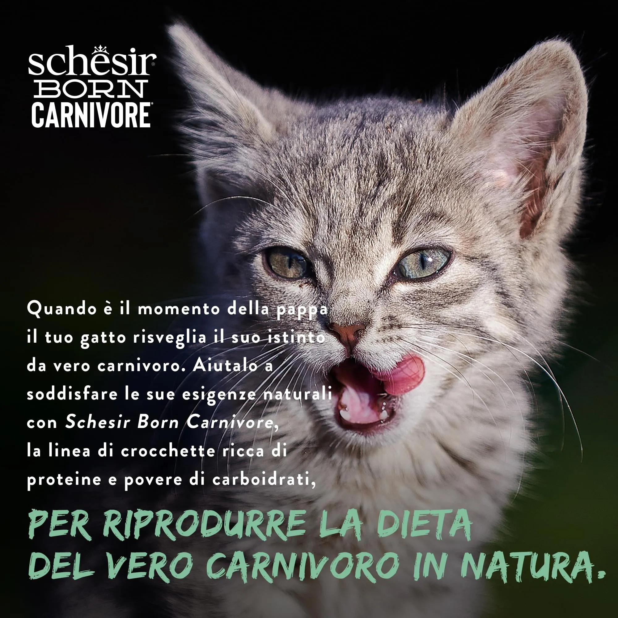 Schesir Born Carnivore Pollo e Uovo, Crocchette per Gatti Adulti Cotte al forno, 255g - immagine 10