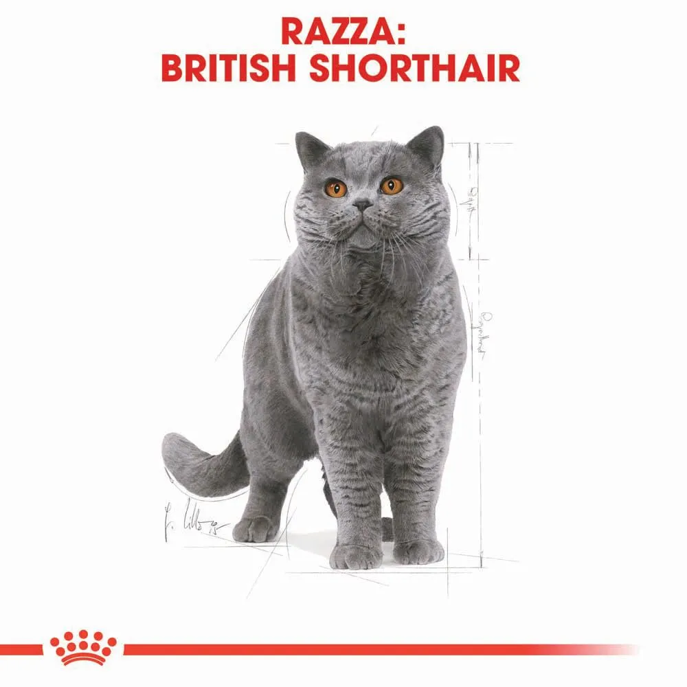Royal Canin British Shorthair Adult Cibo secco per gatti 2kg - immagine 3