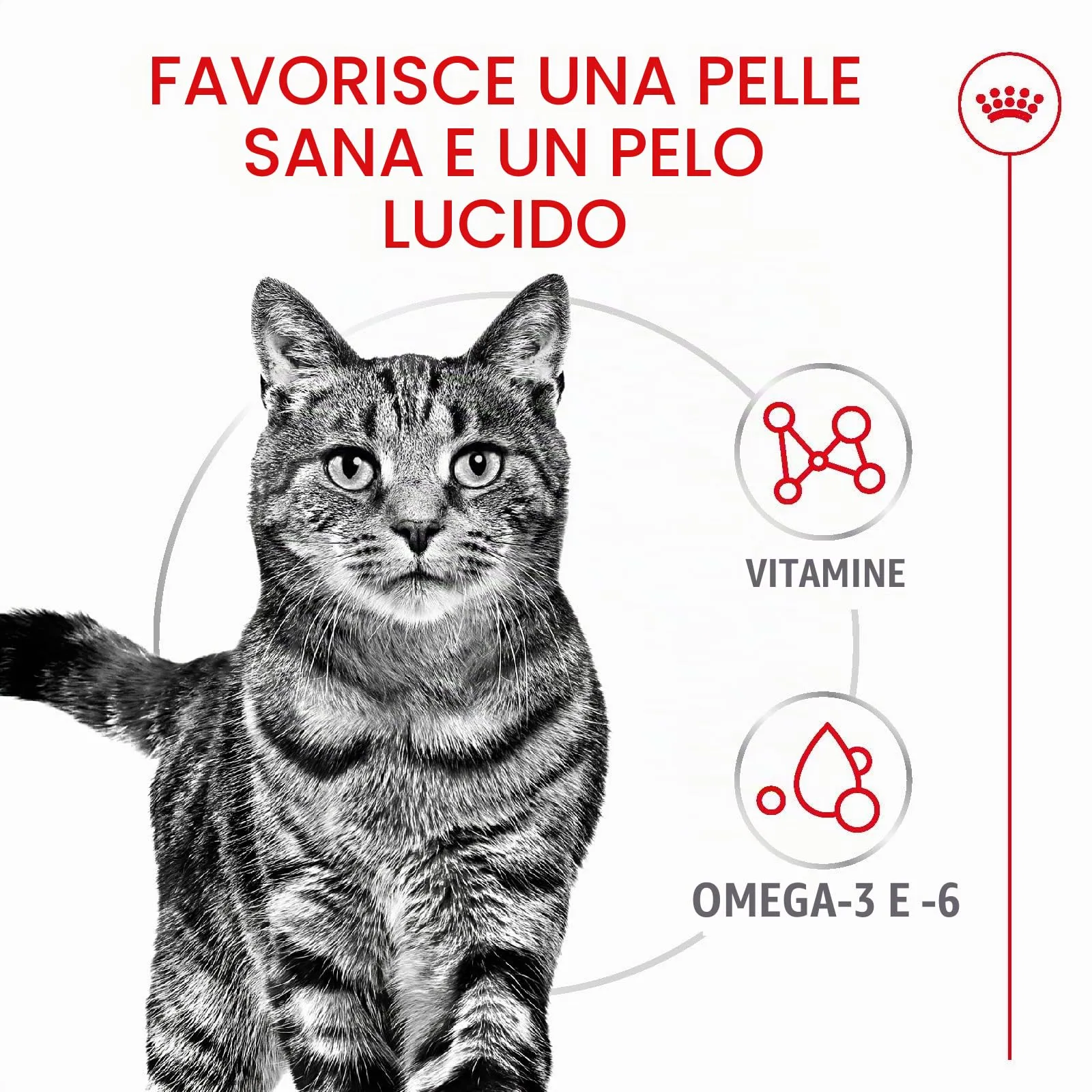 Royal Canin Cat Food 400g - immagine 3