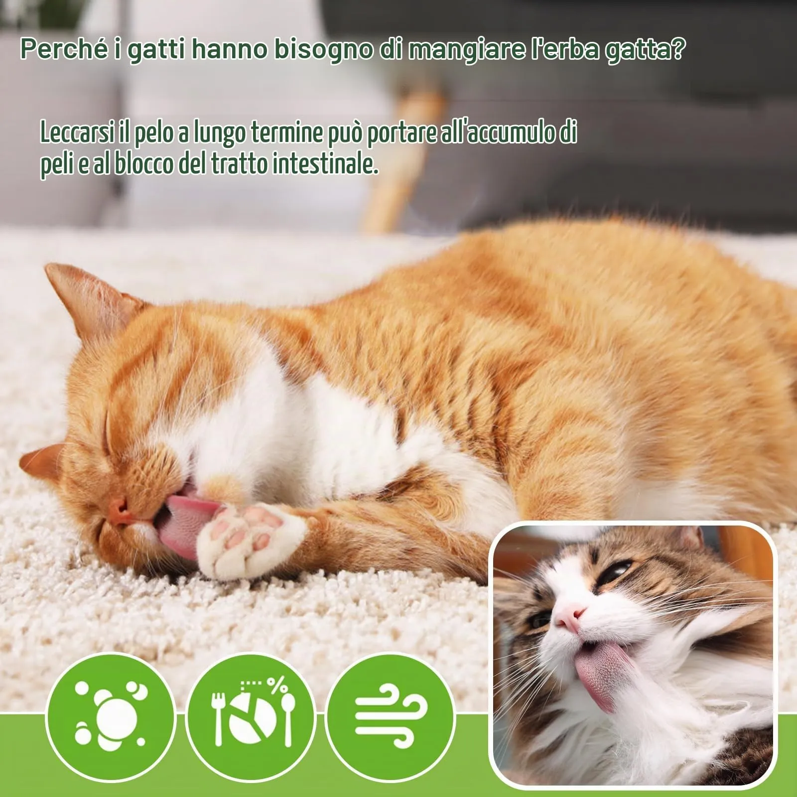 PUPPBUDD Bastoncini di Erba per Gatti, Snack Liofilizzato e Giocattolo Dentale, 100g - immagine 5