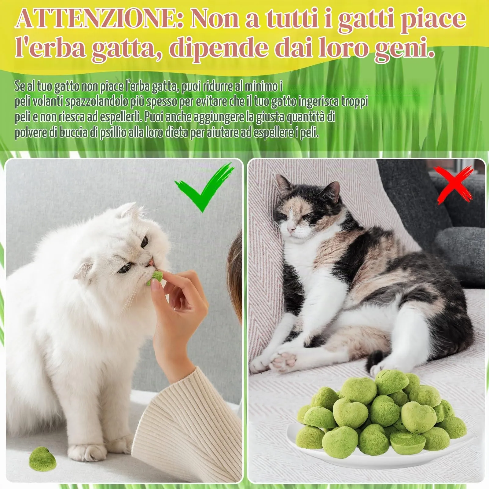 PUPPBUDD Bastoncini di Erba per Gatti, Snack Liofilizzato e Giocattolo Dentale, 100g - immagine 6