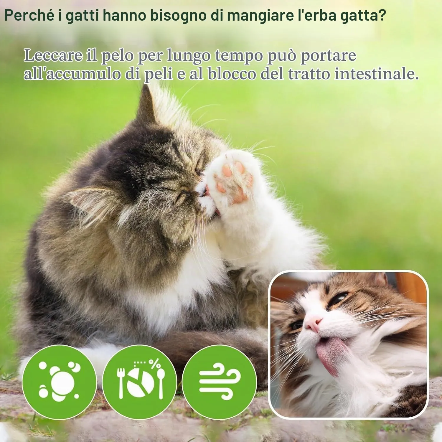 PUPPBUDD Bastoncini di Erba Gatta Liofilizzata per Gatti, Snack e Giocattolo Dentale, 100g - immagine 6