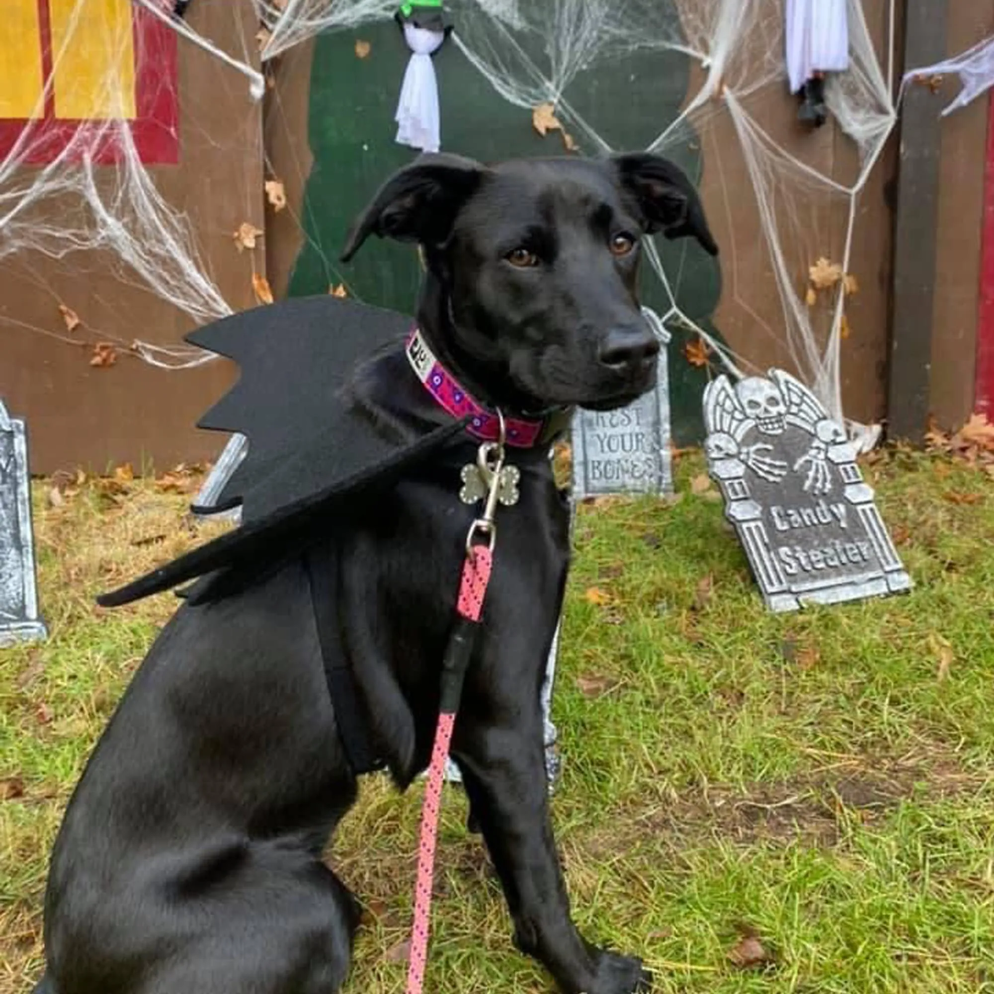 CEASELESLY Costume Ali di Pipistrello da Vampiro per Cani e Gatti, Nero - immagine 3