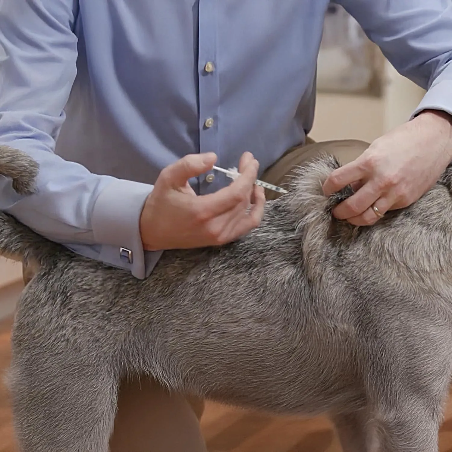 Boehringer Ingelheim Siringhe Sterili Monouso per Insulina Cani e Gatti, 1ml, 40 UI/ml, 120 Pezzi - immagine 3