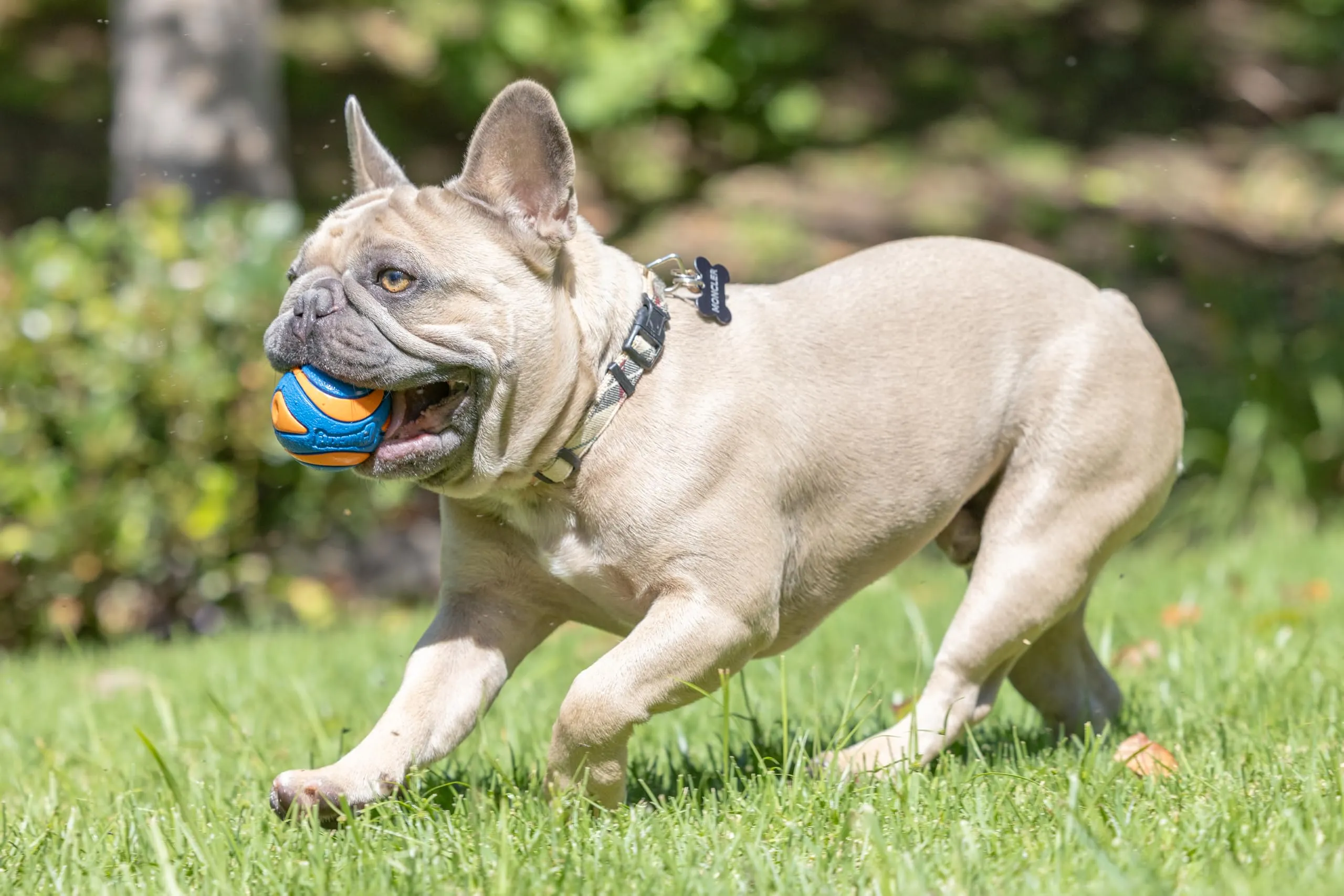 Chuckit! Ultra Squeaker Ball, Pack of 2 - immagine 3