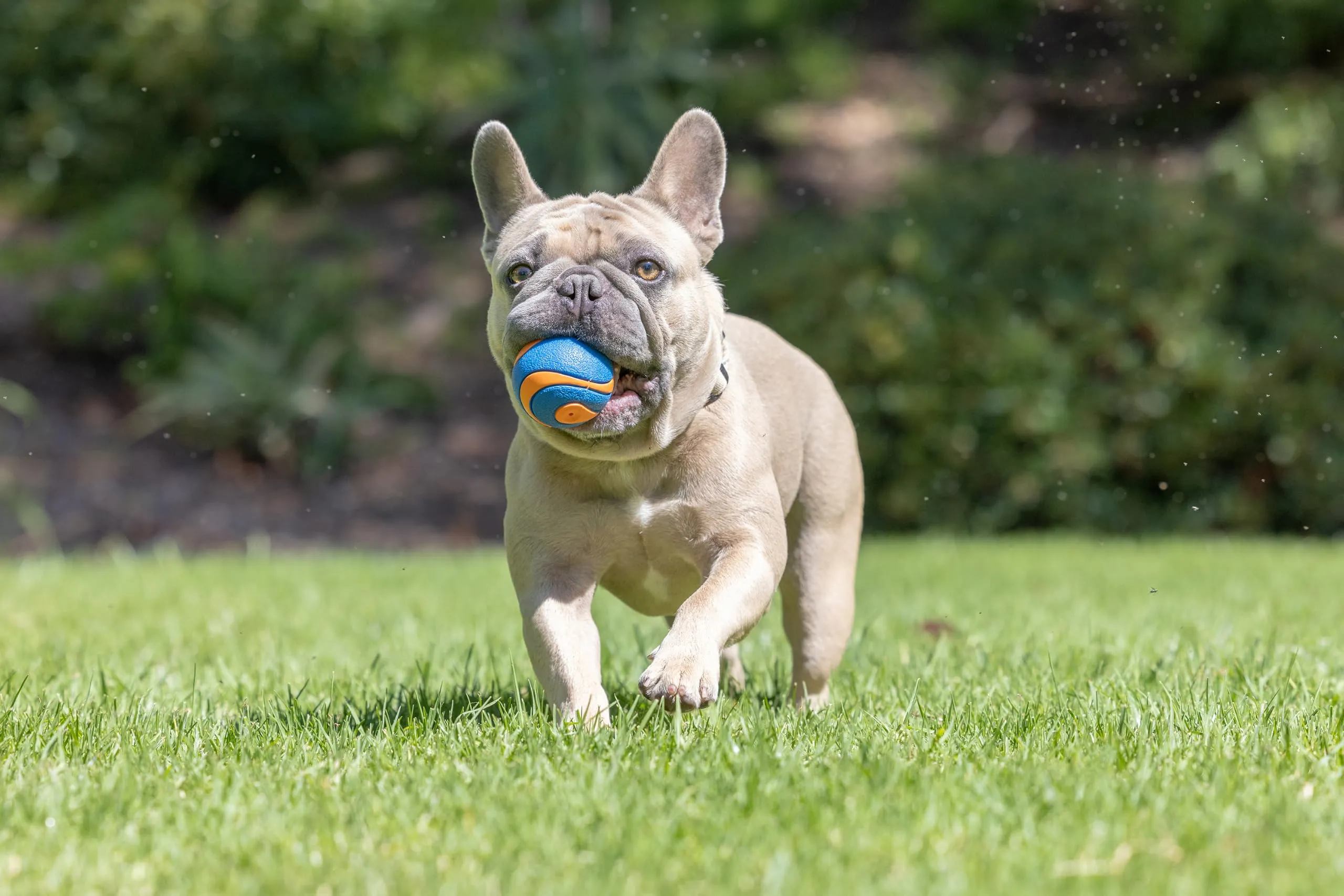 Chuckit! Ultra Squeaker Ball, Pack of 2 - immagine 10